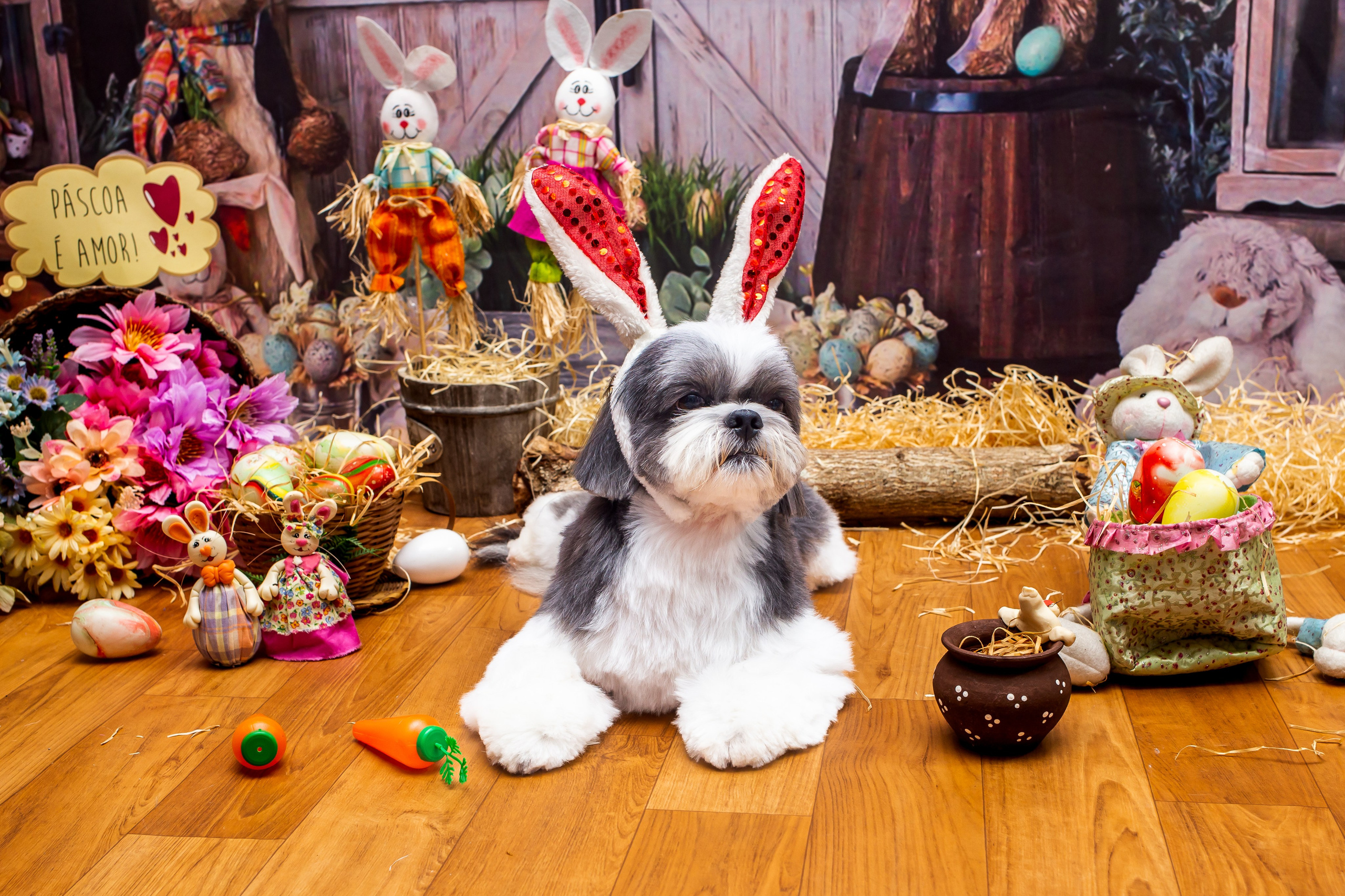 2023 — A doce Páscoa dos Pets. Fotografia Pet — estúdio, eventos, aniversários, ensaios temáticos