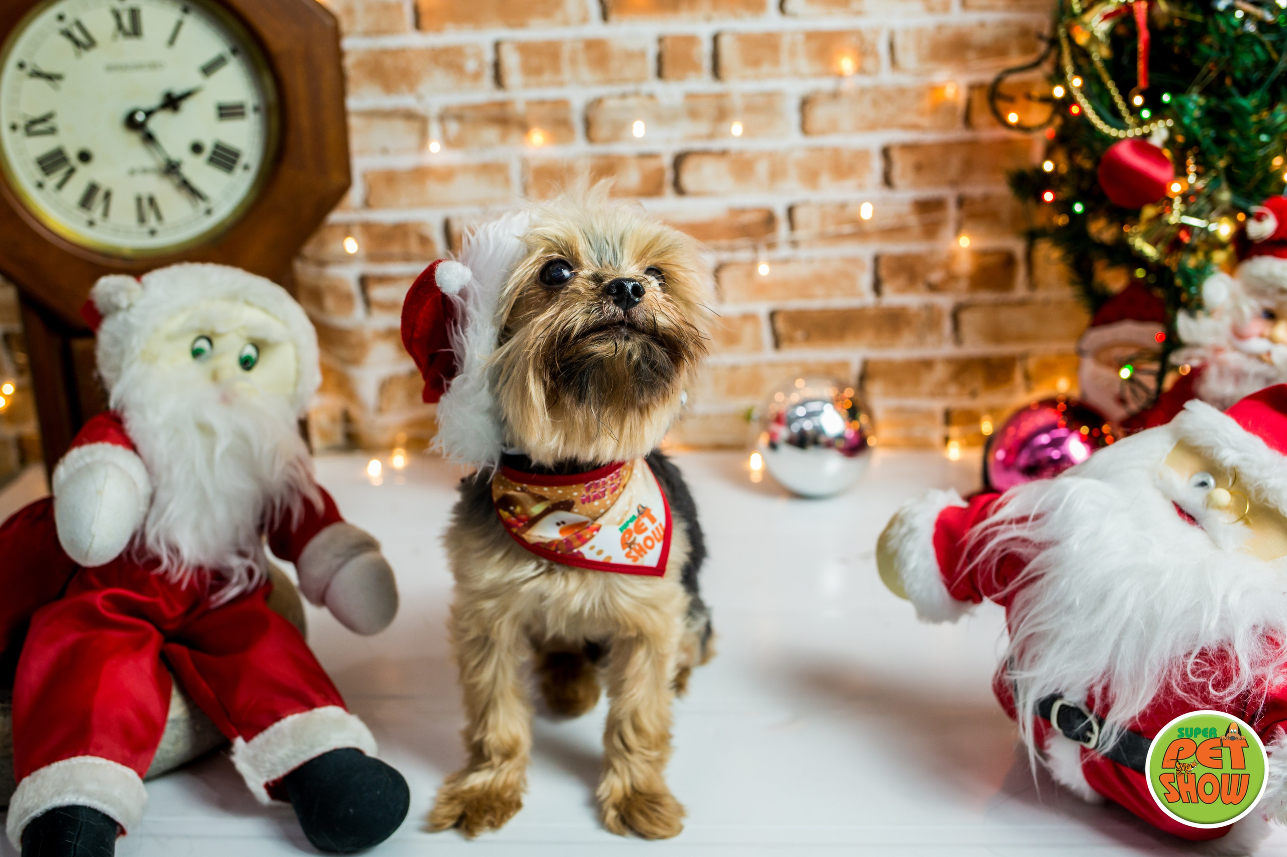 2019 — Natal encantado dos Pets. Fotografia Pet — estúdio, eventos, aniversários, ensaios temáticos