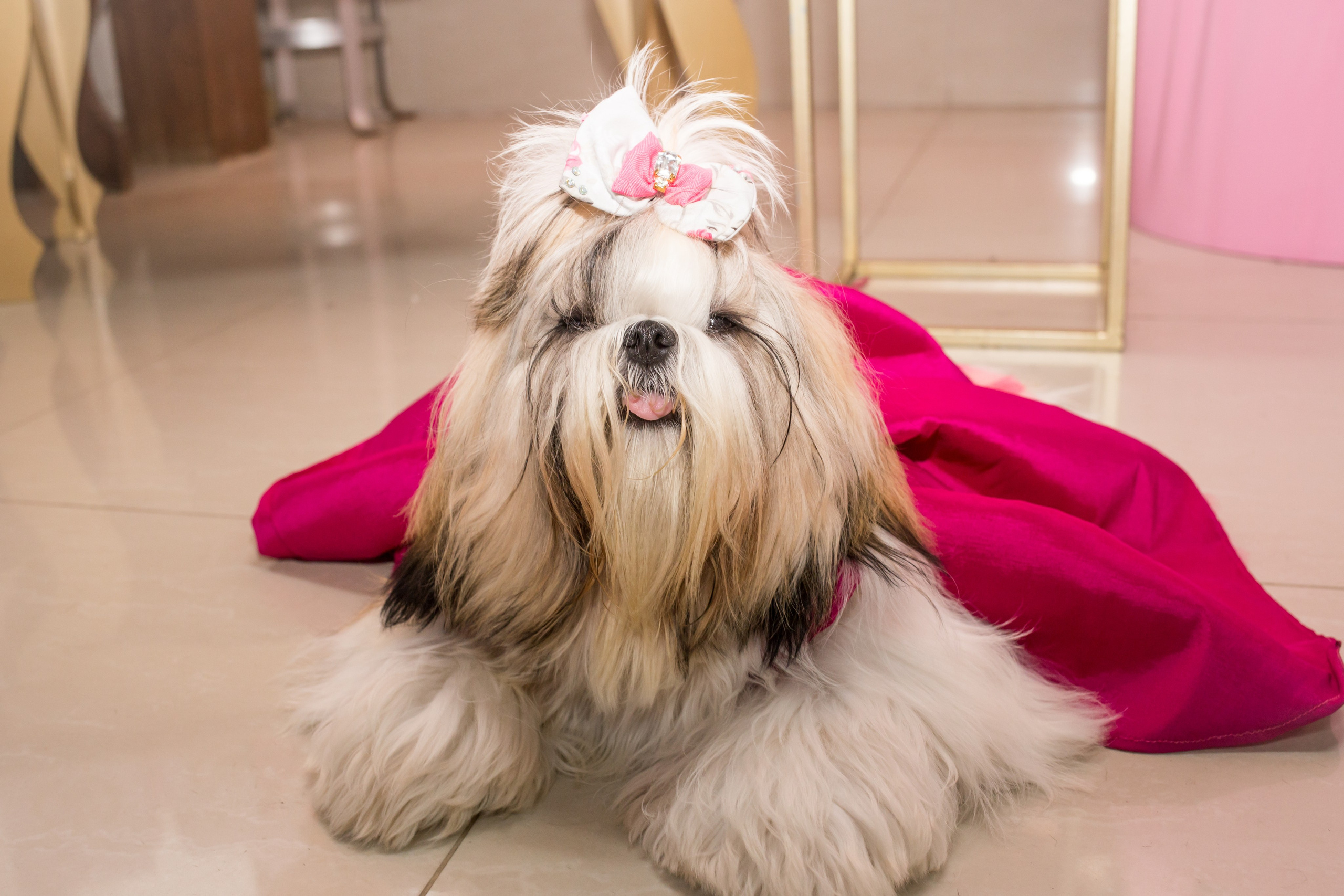 Kiara — 1 aninho. Fotografia Pet — estúdio, eventos, aniversários, ensaios temáticos