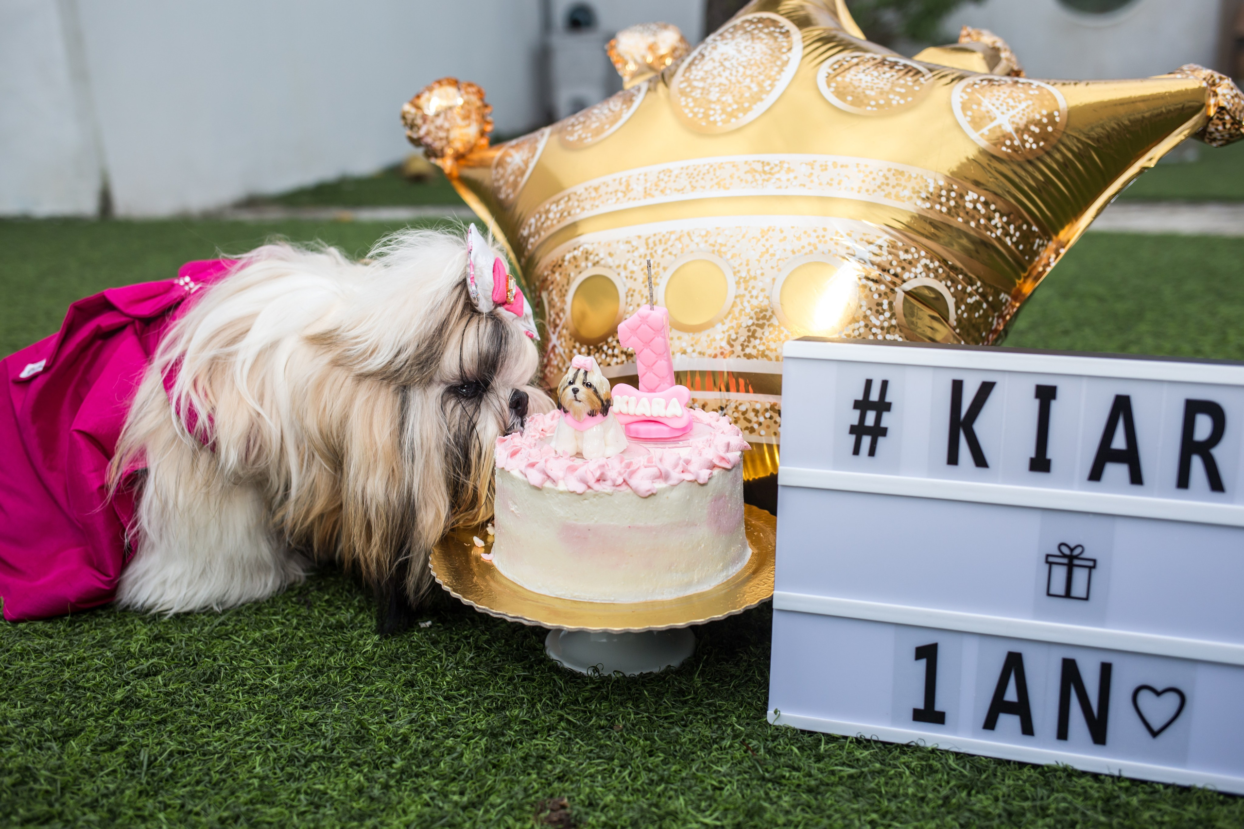 Kiara — 1 aninho. Fotografia Pet — estúdio, eventos, aniversários, ensaios temáticos