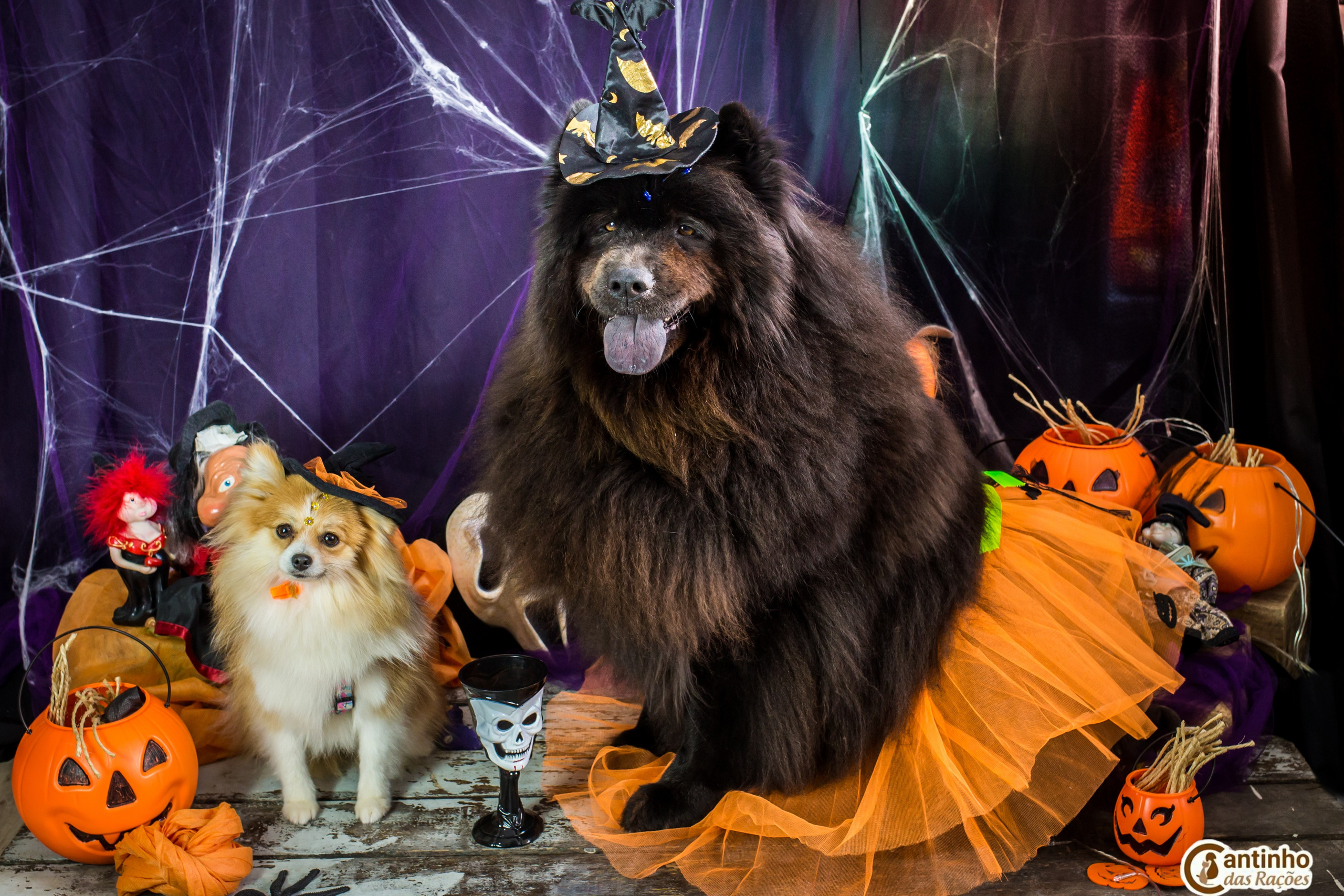Hallowen — 2020 Doces ou travessuras. Fotografia Pet — estúdio, eventos, aniversários, ensaios temáticos