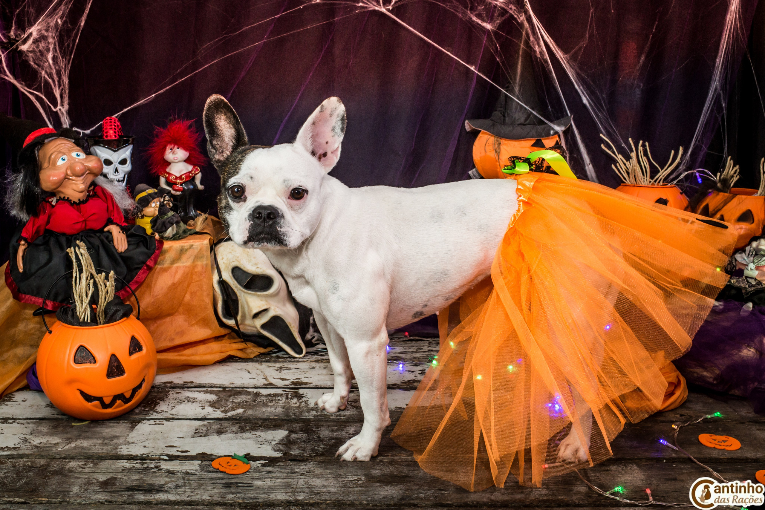 Hallowen — 2020 Doces ou travessuras. Fotografia Pet — estúdio, eventos, aniversários, ensaios temáticos
