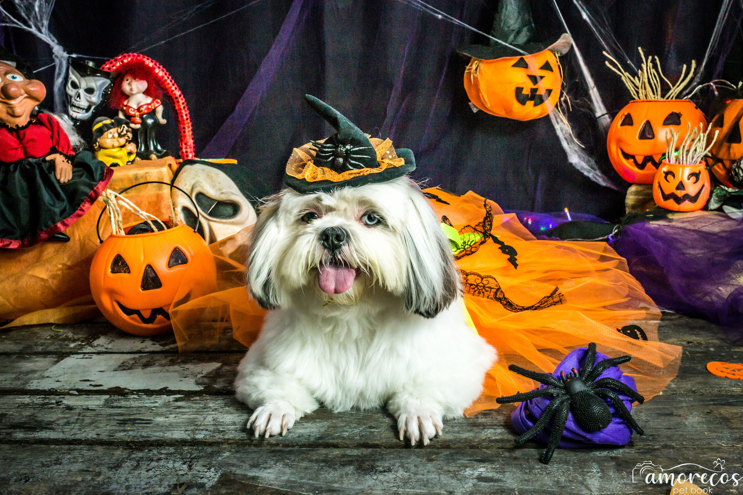 Hallowen — 2020 Doces ou travessuras. Fotografia Pet — estúdio, eventos, aniversários, ensaios temáticos