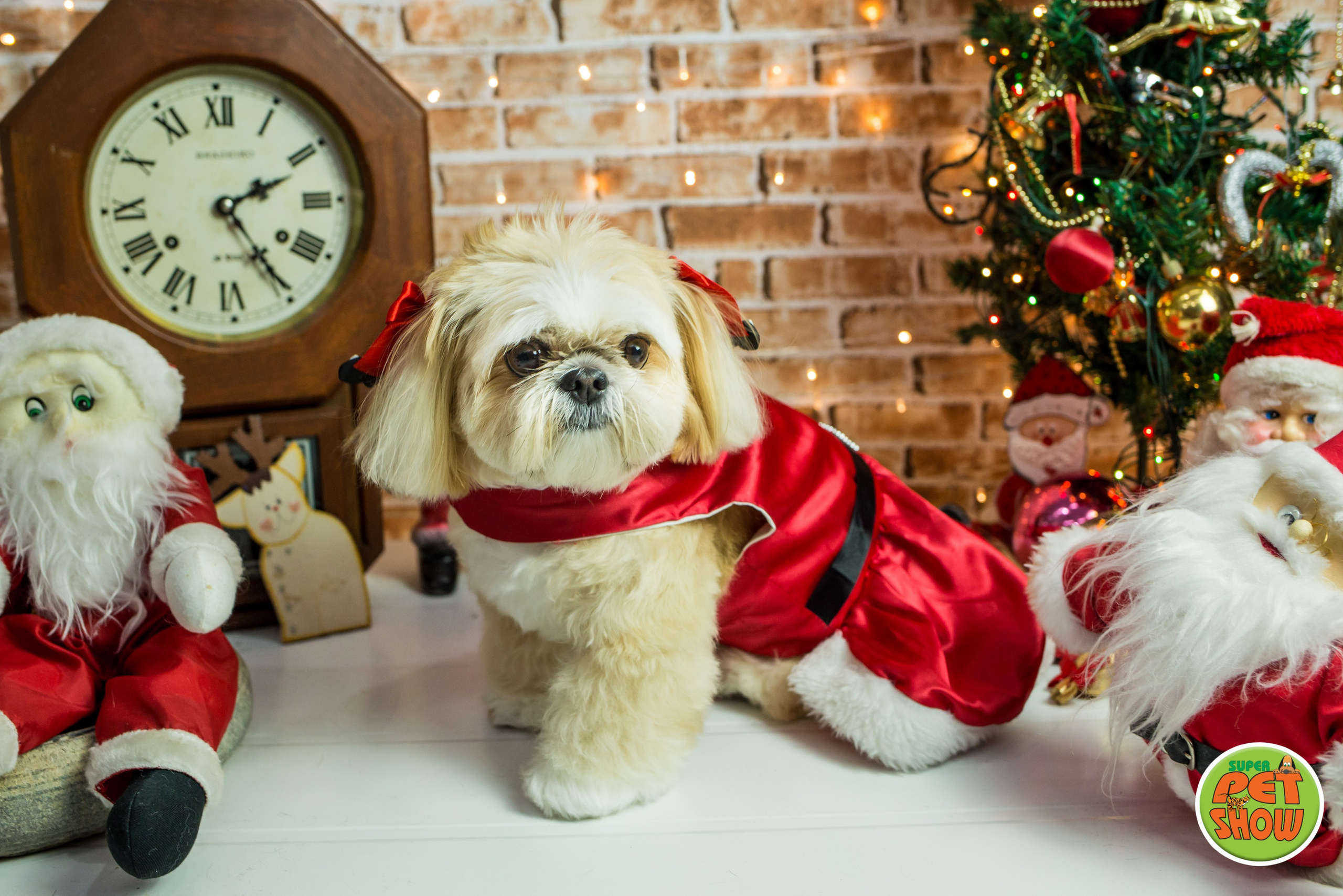2019 — Natal encantado dos Pets. Fotografia Pet — estúdio, eventos, aniversários, ensaios temáticos