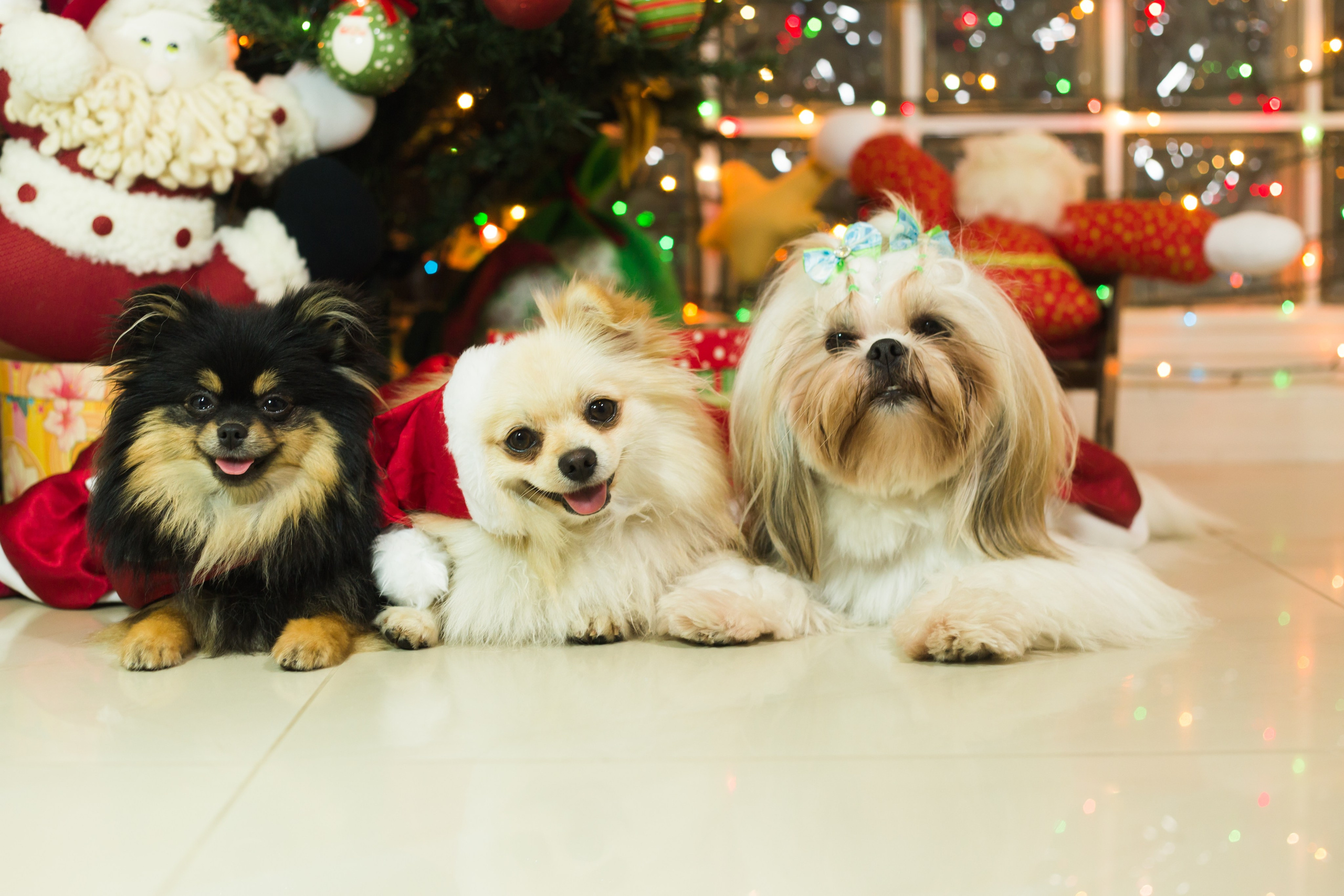 🐾 Um Natal cheio de amor, no cantinho deles. Fotografia Pet — estúdio, eventos, aniversários, ensaios temáticos