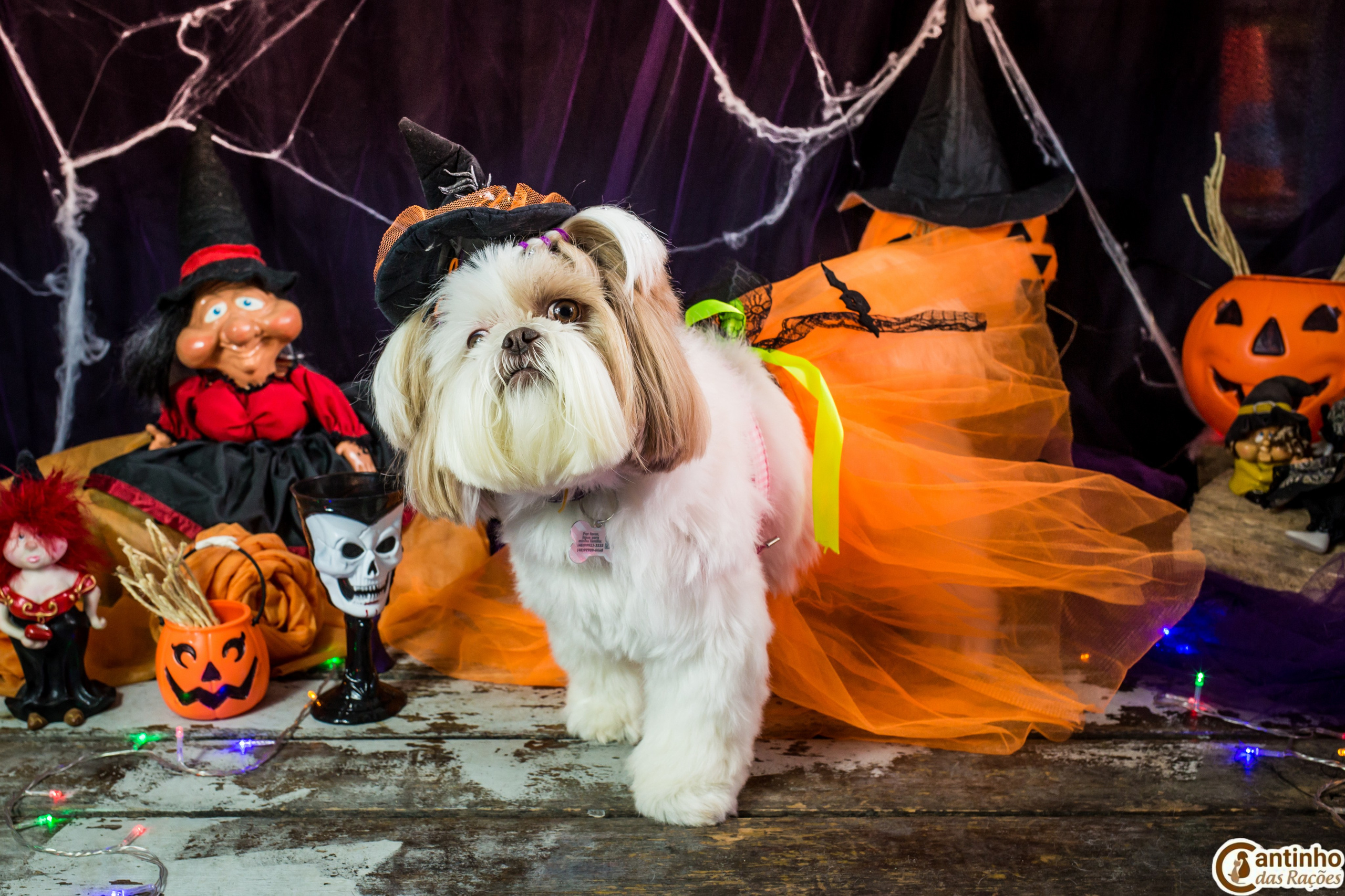 Hallowen — 2020 Doces ou travessuras. Fotografia Pet — estúdio, eventos, aniversários, ensaios temáticos