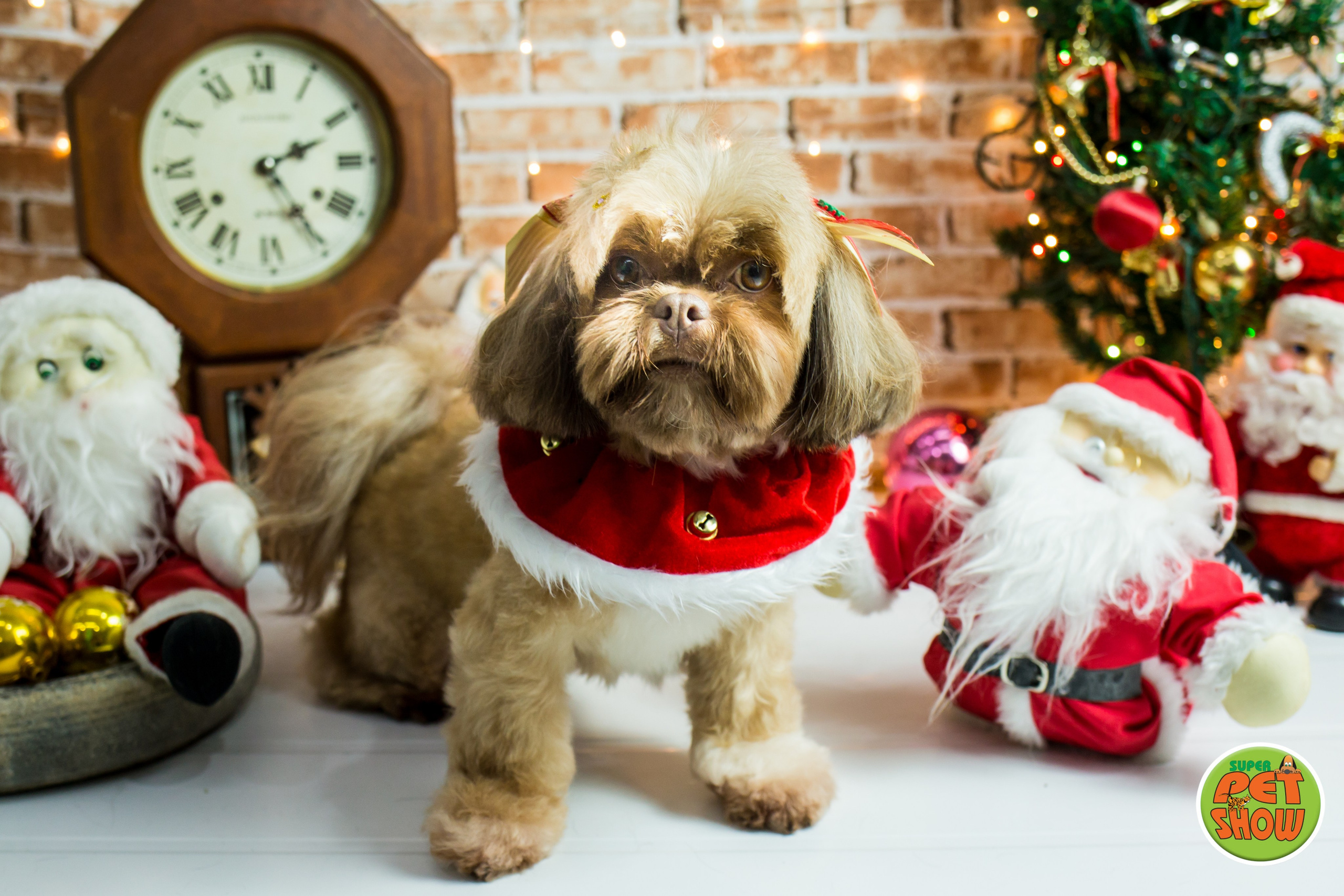 2019 — Natal encantado dos Pets. Fotografia Pet — estúdio, eventos, aniversários, ensaios temáticos