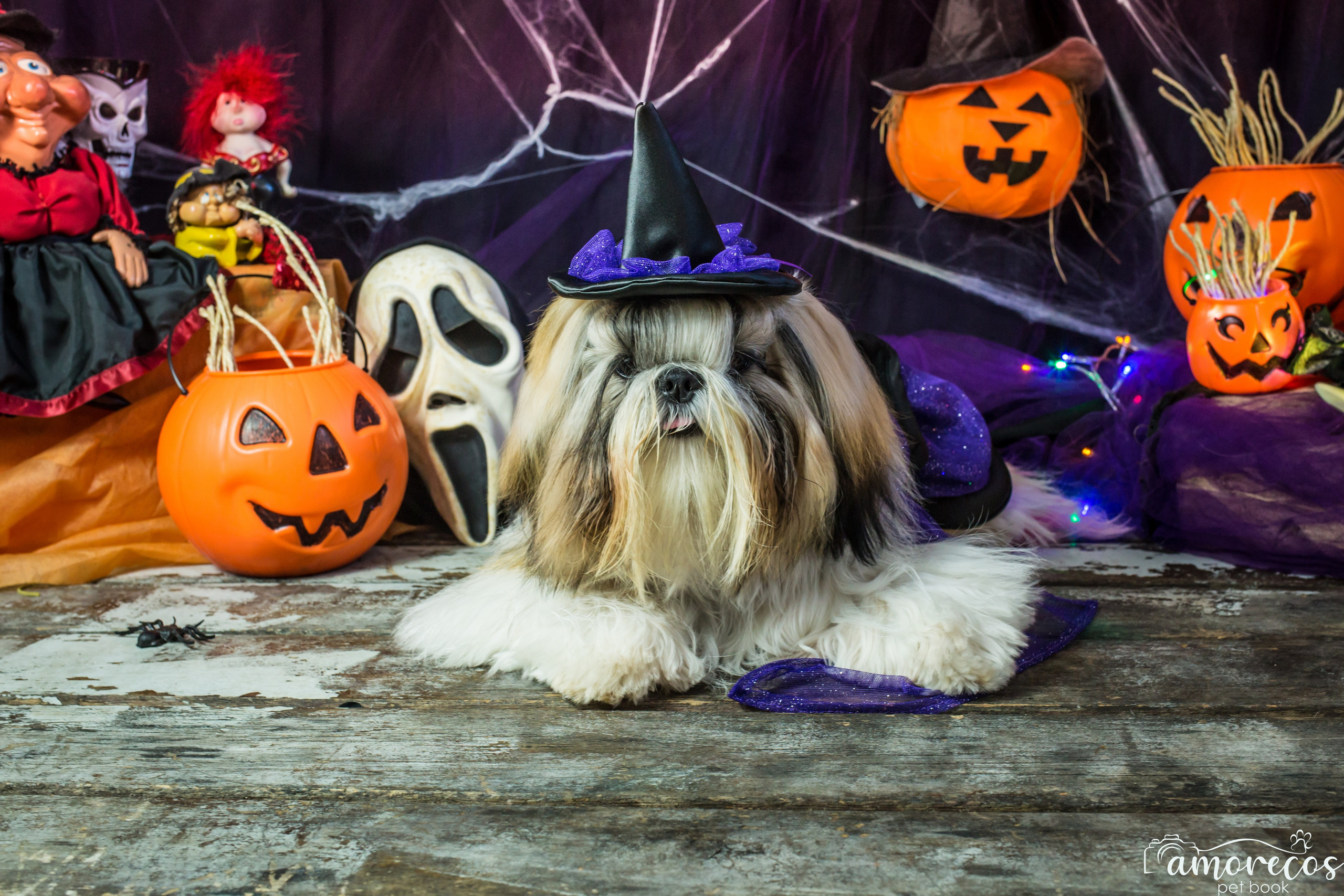 Hallowen — 2020 Doces ou travessuras. Fotografia Pet — estúdio, eventos, aniversários, ensaios temáticos