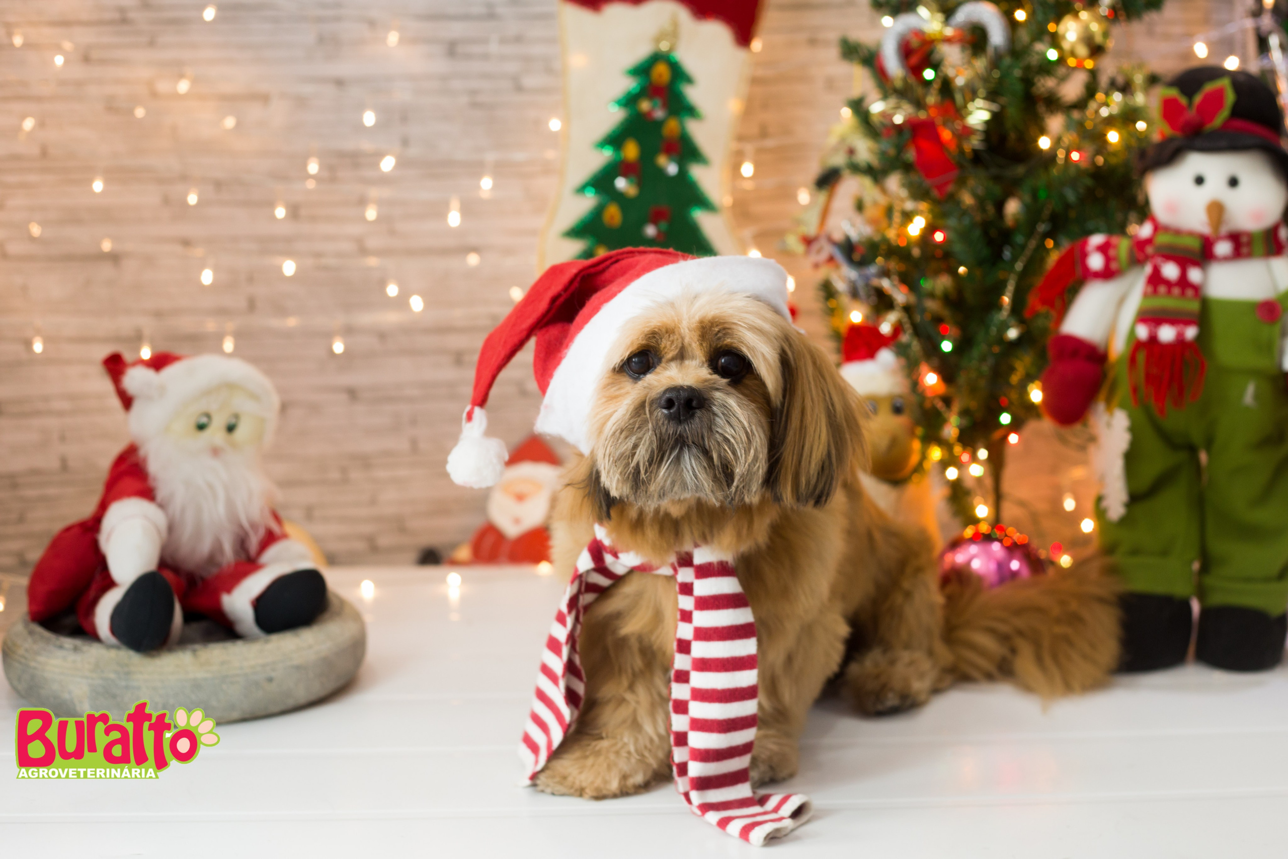 2018 — Natal encantado dos Pets. Fotografia Pet — estúdio, eventos, aniversários, ensaios temáticos