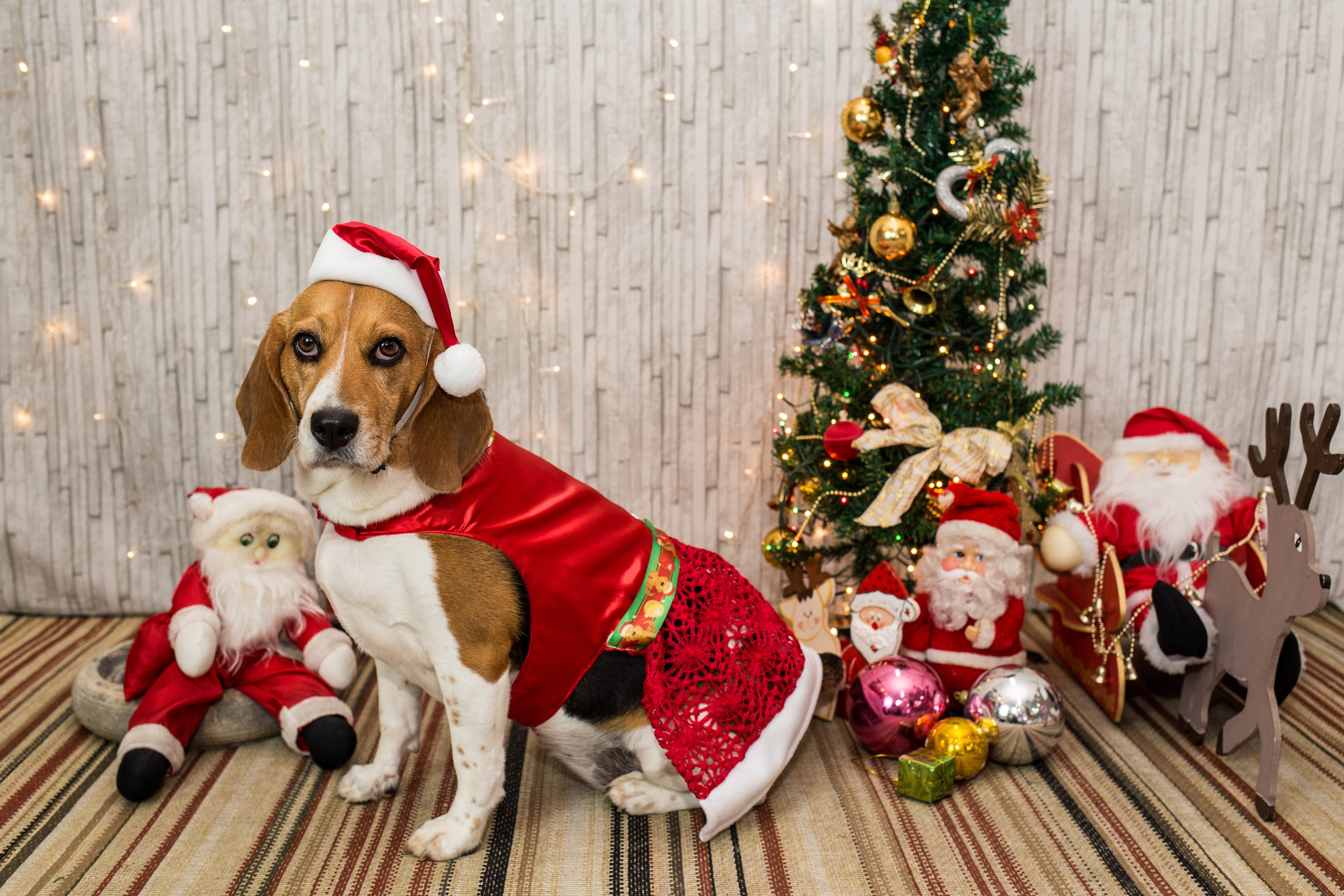 2019 — Natal encantado dos Pets. Fotografia Pet — estúdio, eventos, aniversários, ensaios temáticos