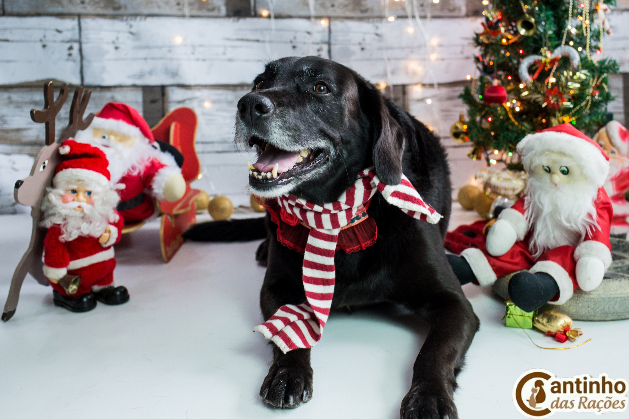 2019 — Natal encantado dos Pets. Fotografia Pet — estúdio, eventos, aniversários, ensaios temáticos