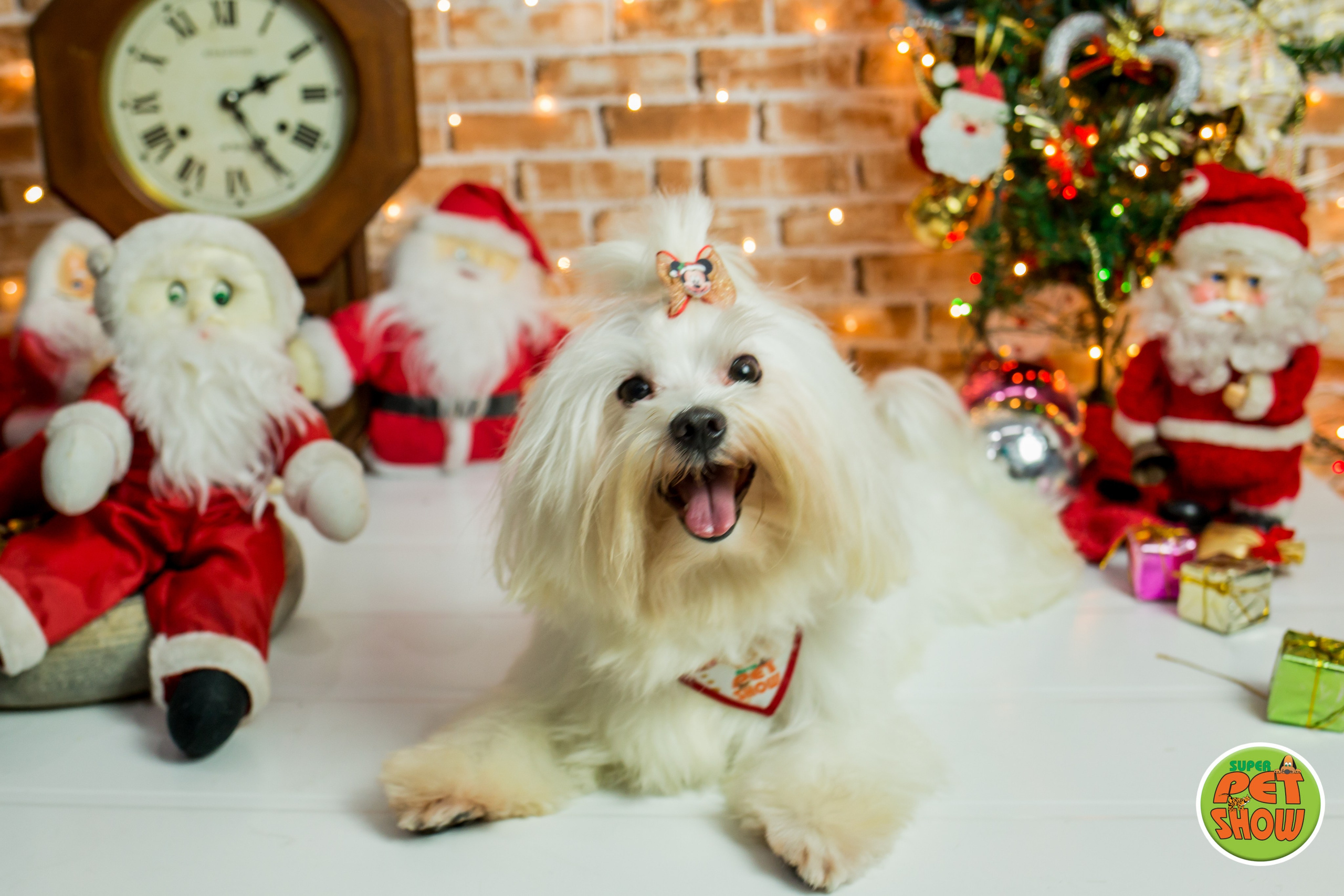 2019 — Natal encantado dos Pets. Fotografia Pet — estúdio, eventos, aniversários, ensaios temáticos