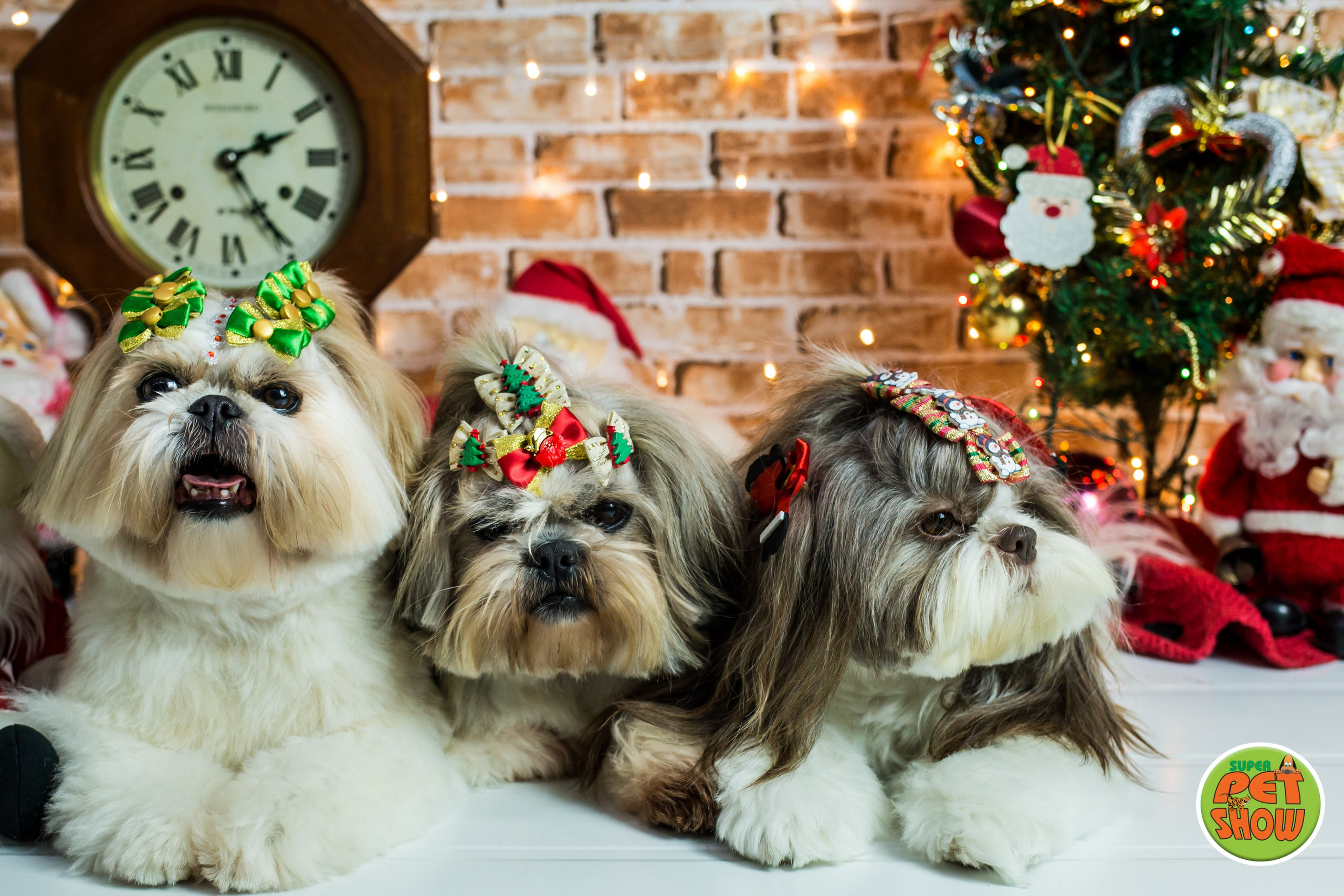 2019 — Natal encantado dos Pets. Fotografia Pet — estúdio, eventos, aniversários, ensaios temáticos