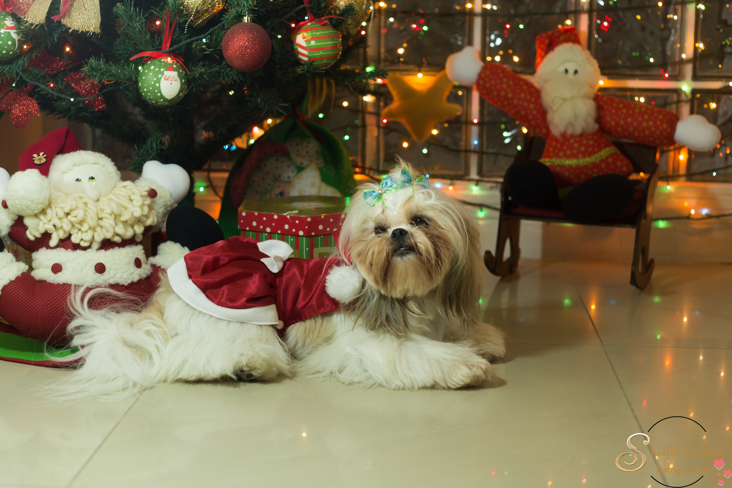 🐾 Um Natal cheio de amor, no cantinho deles. Fotografia Pet — estúdio, eventos, aniversários, ensaios temáticos