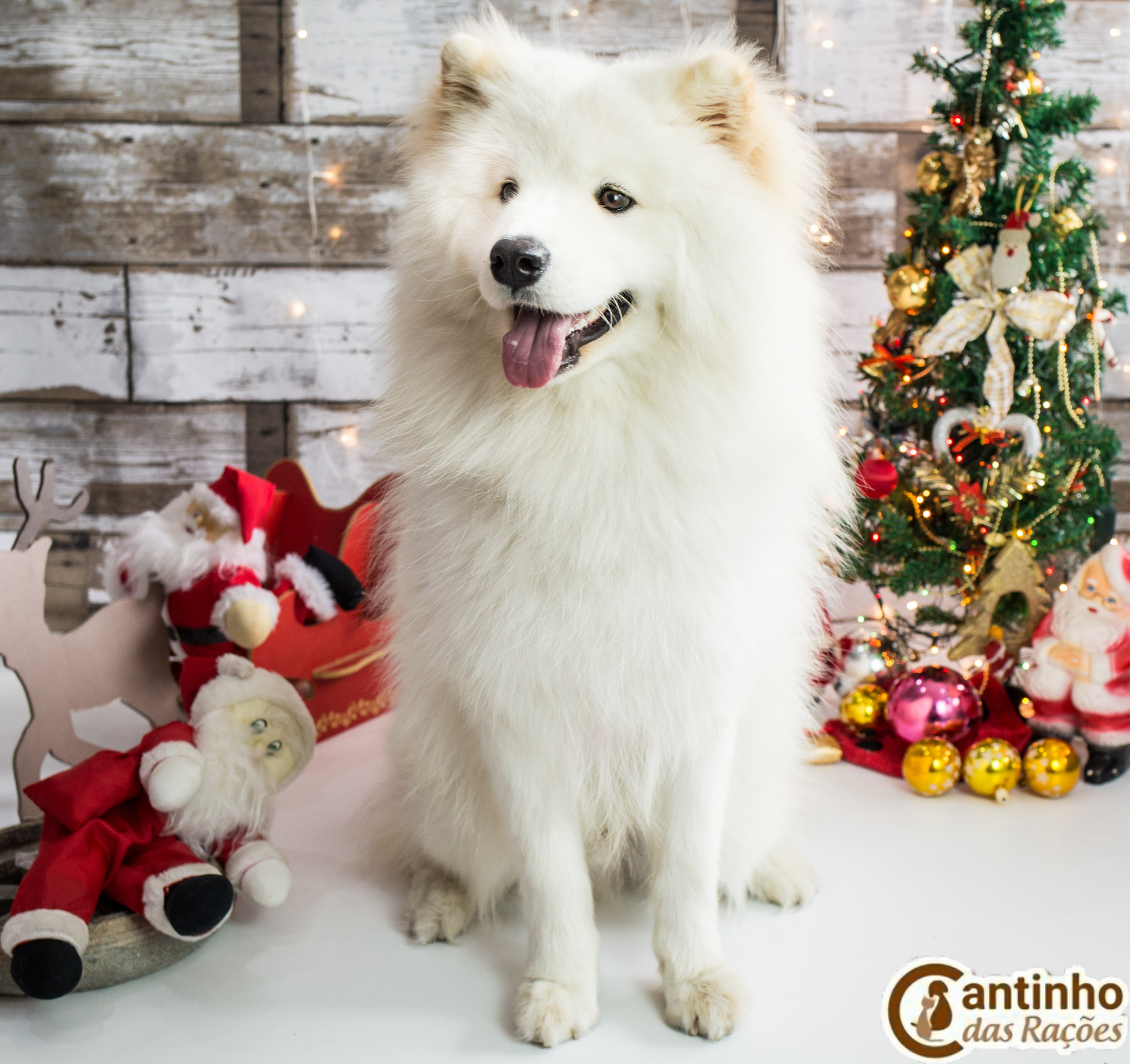 2019 — Natal encantado dos Pets. Fotografia Pet — estúdio, eventos, aniversários, ensaios temáticos
