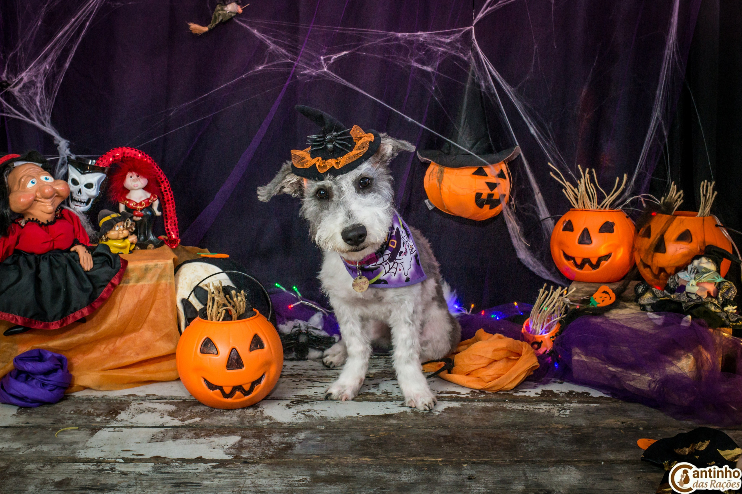 Hallowen — 2020 Doces ou travessuras. Fotografia Pet — estúdio, eventos, aniversários, ensaios temáticos