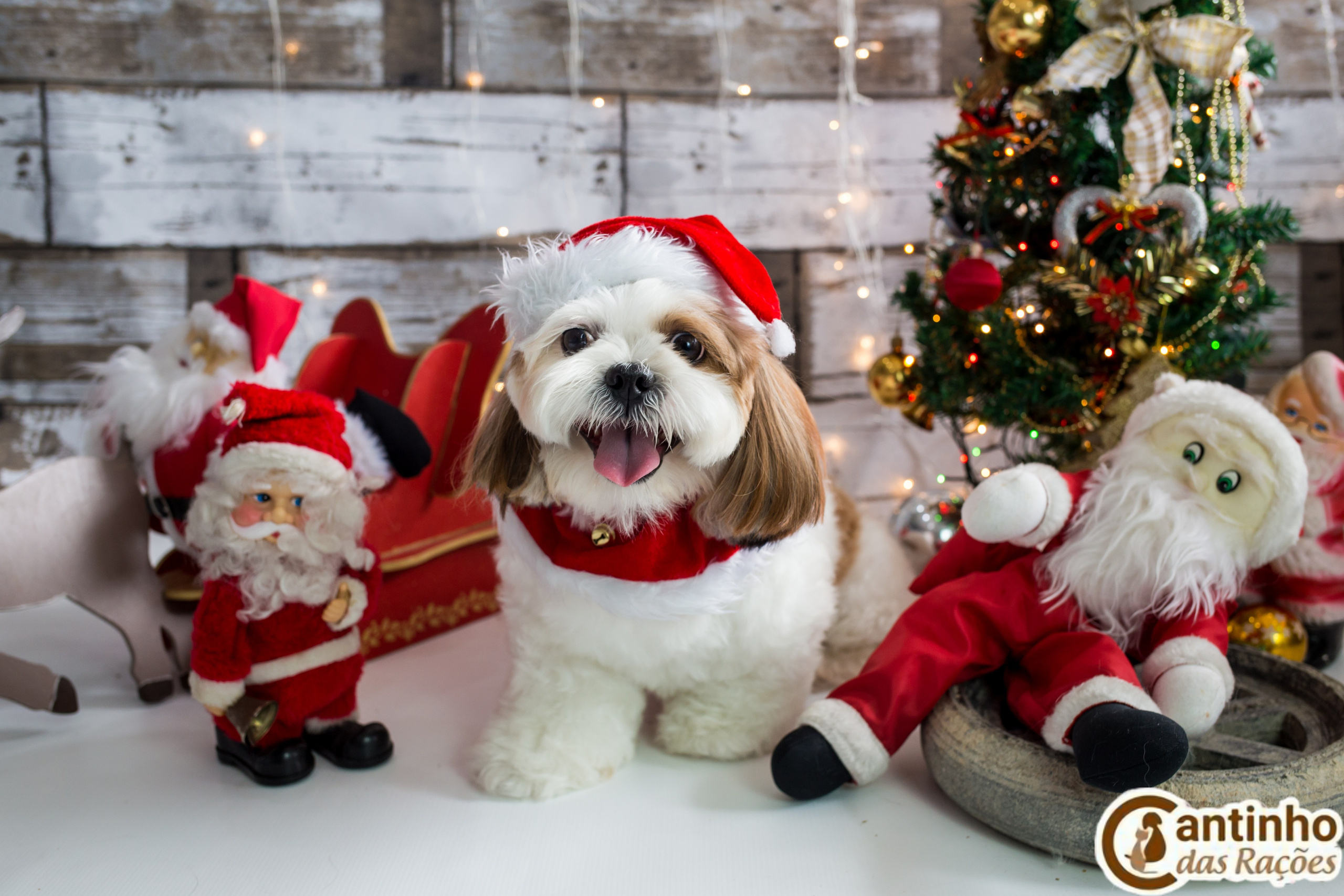 2019 — Natal encantado dos Pets. Fotografia Pet — estúdio, eventos, aniversários, ensaios temáticos