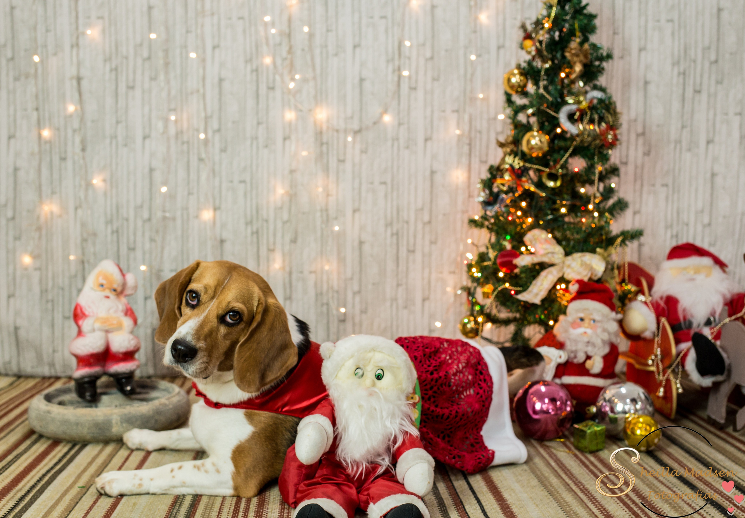 2019 — Natal encantado dos Pets. Fotografia Pet — estúdio, eventos, aniversários, ensaios temáticos