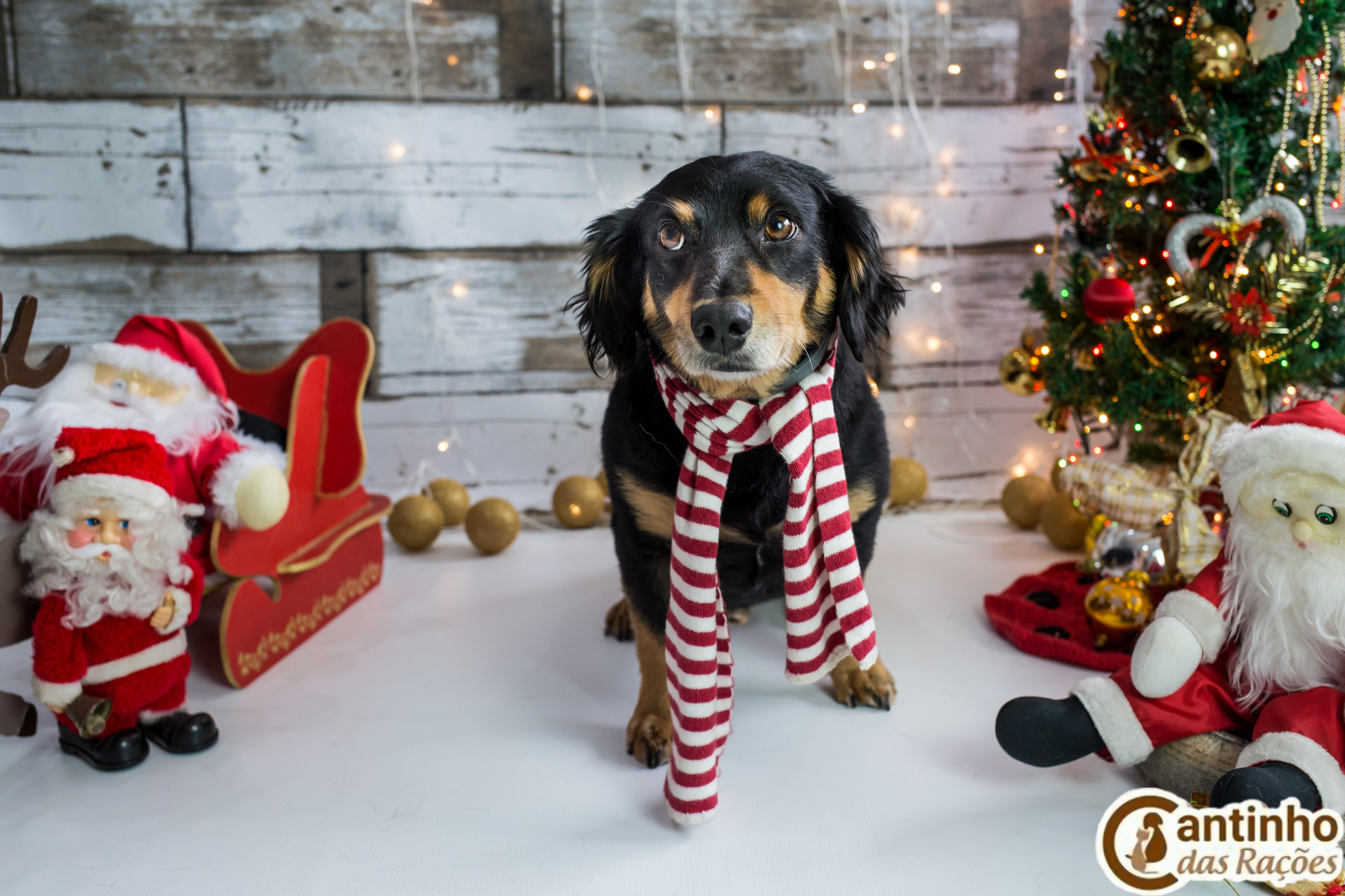 2019 — Natal encantado dos Pets. Fotografia Pet — estúdio, eventos, aniversários, ensaios temáticos