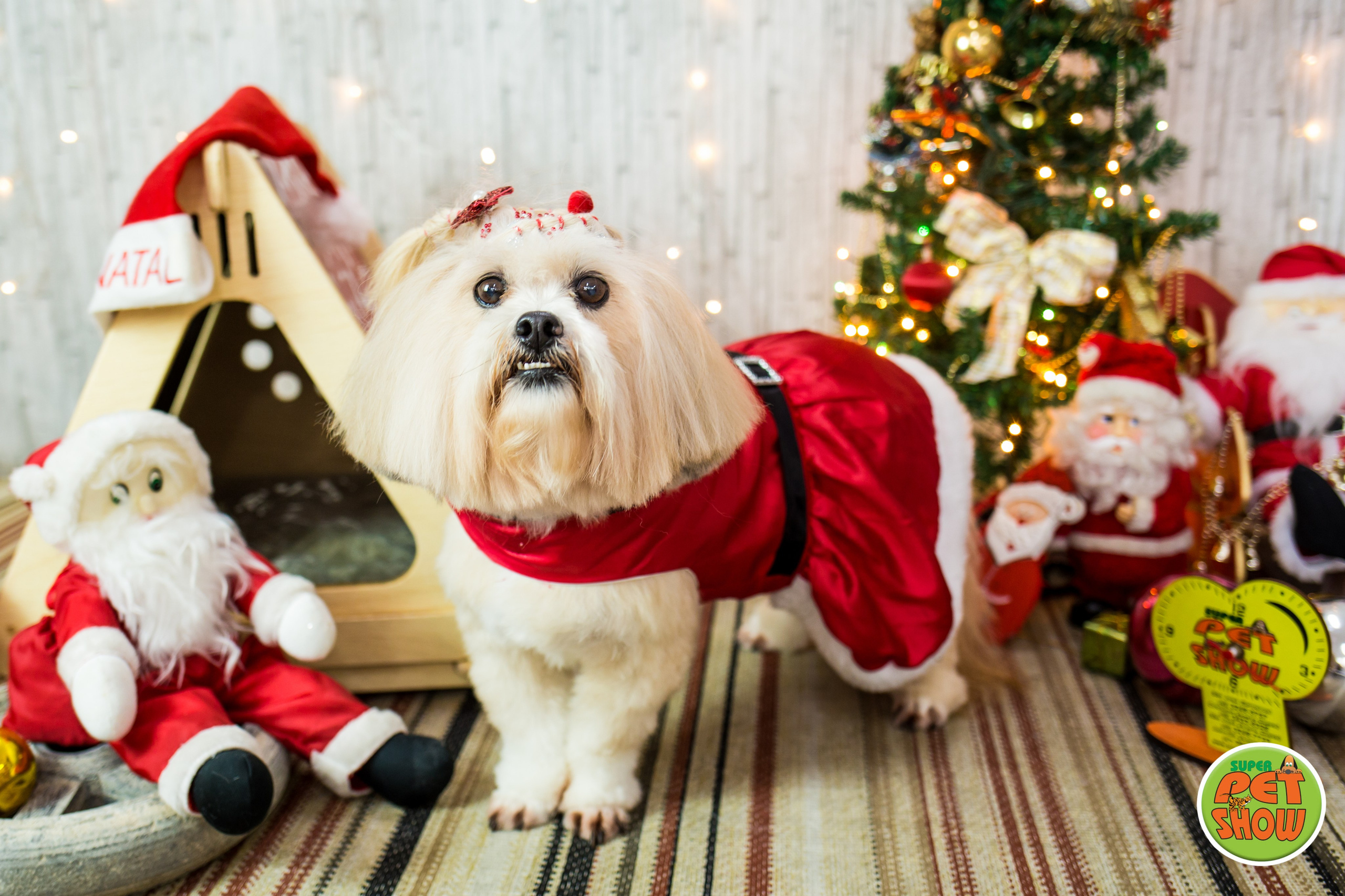 2019 — Natal encantado dos Pets. Fotografia Pet — estúdio, eventos, aniversários, ensaios temáticos