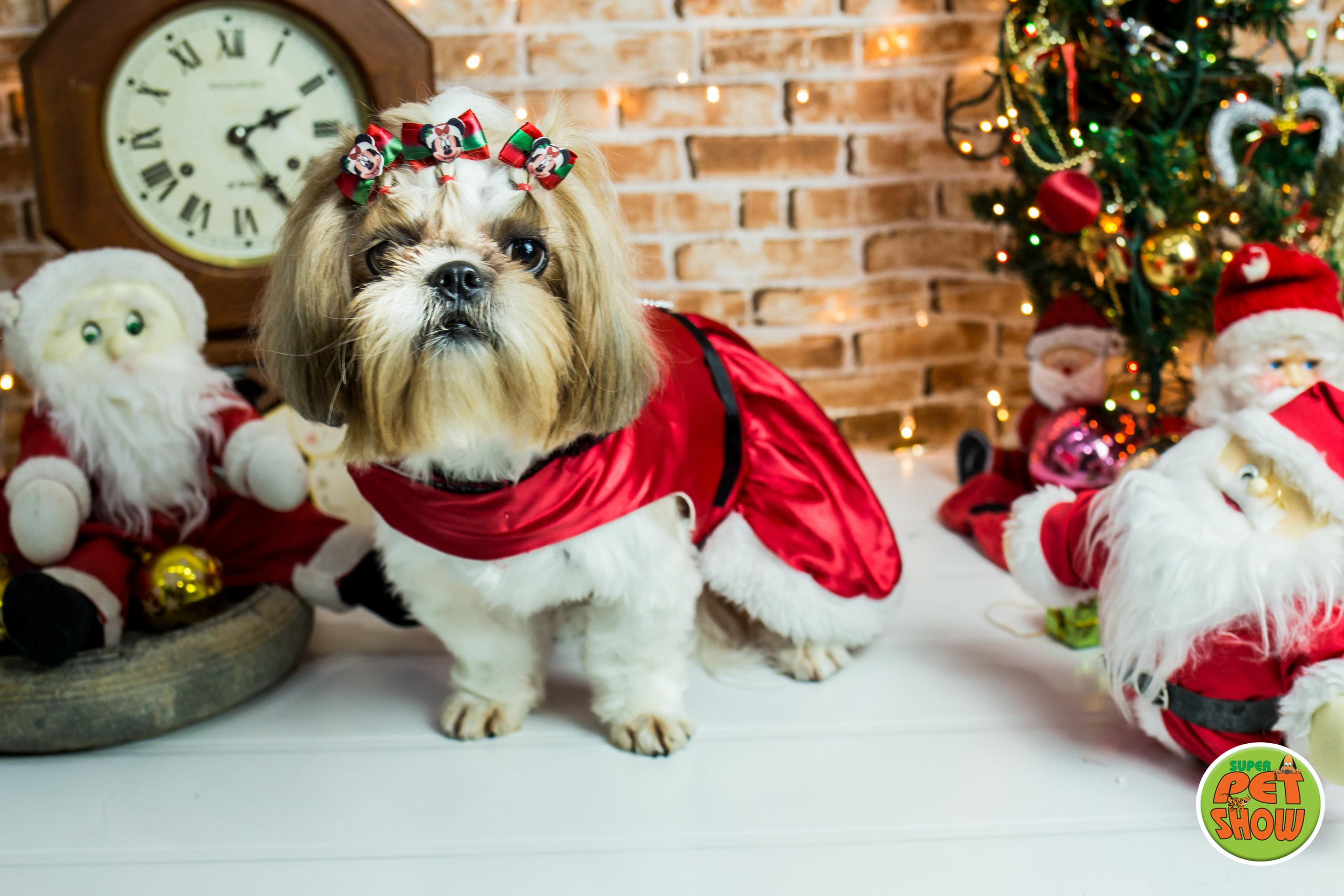 2019 — Natal encantado dos Pets. Fotografia Pet — estúdio, eventos, aniversários, ensaios temáticos