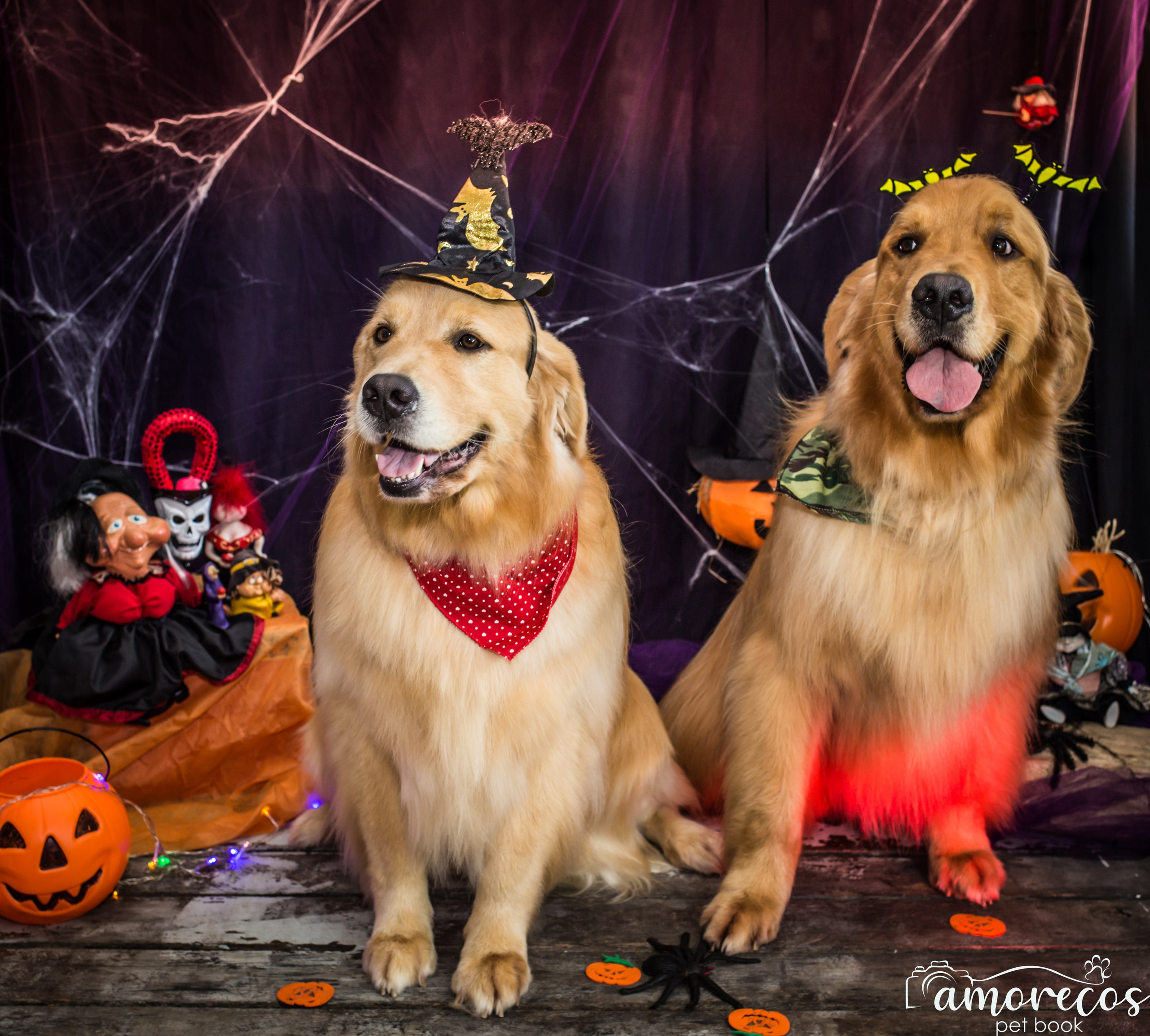 Hallowen — 2020 Doces ou travessuras. Fotografia Pet — estúdio, eventos, aniversários, ensaios temáticos