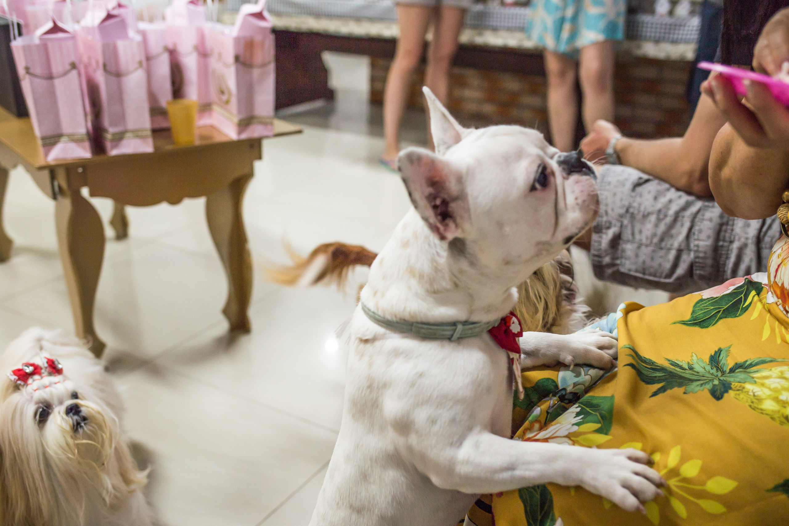 Kiara — 1 aninho. Fotografia Pet — estúdio, eventos, aniversários, ensaios temáticos