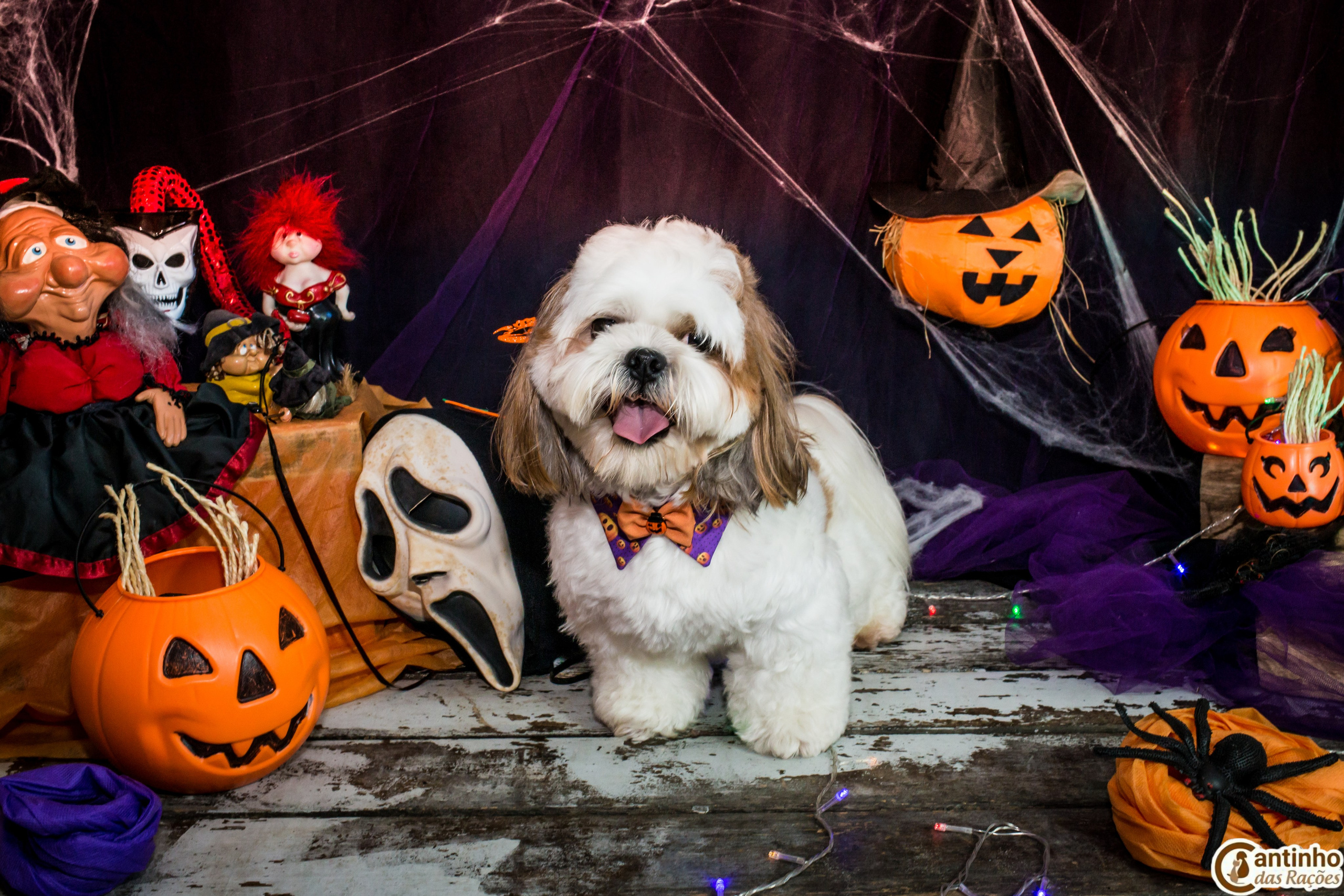Hallowen — 2020 Doces ou travessuras. Fotografia Pet — estúdio, eventos, aniversários, ensaios temáticos