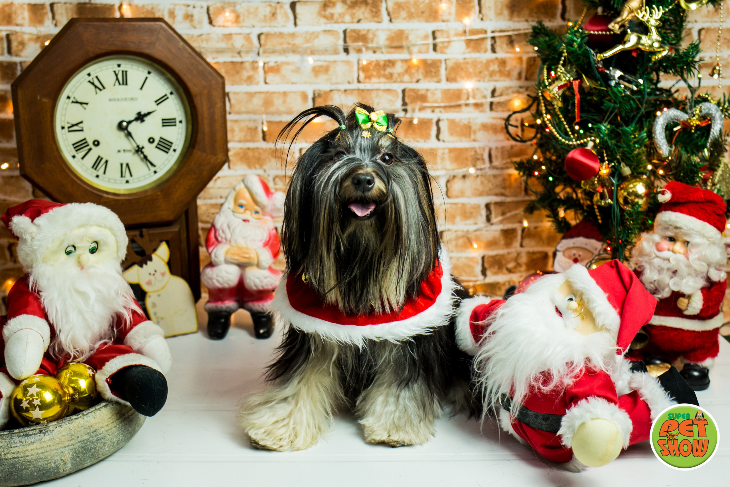 2019 — Natal encantado dos Pets. Fotografia Pet — estúdio, eventos, aniversários, ensaios temáticos