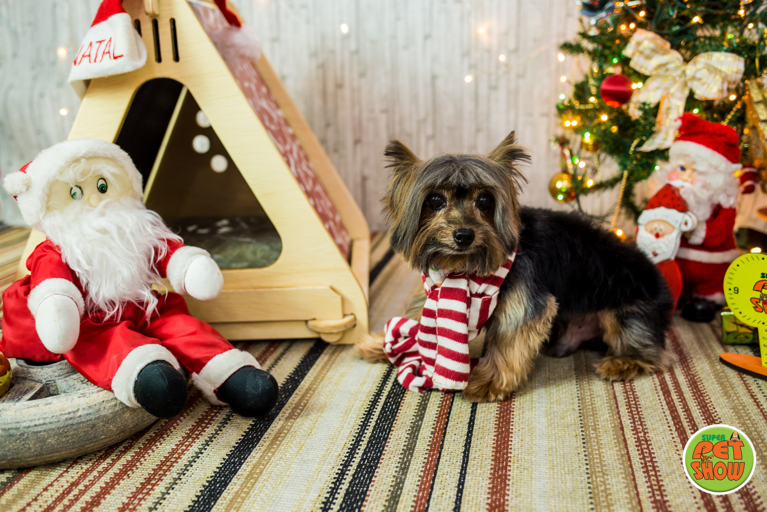 2019 — Natal encantado dos Pets. Fotografia Pet — estúdio, eventos, aniversários, ensaios temáticos