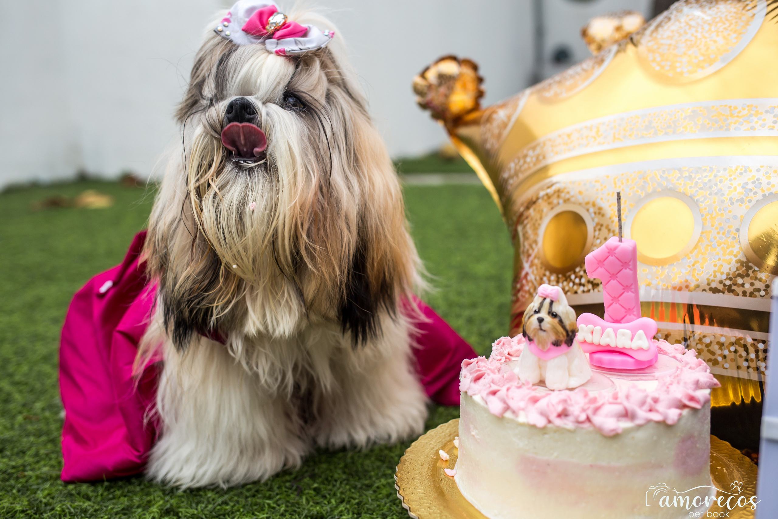 Kiara — 1 aninho. Fotografia Pet — estúdio, eventos, aniversários, ensaios temáticos