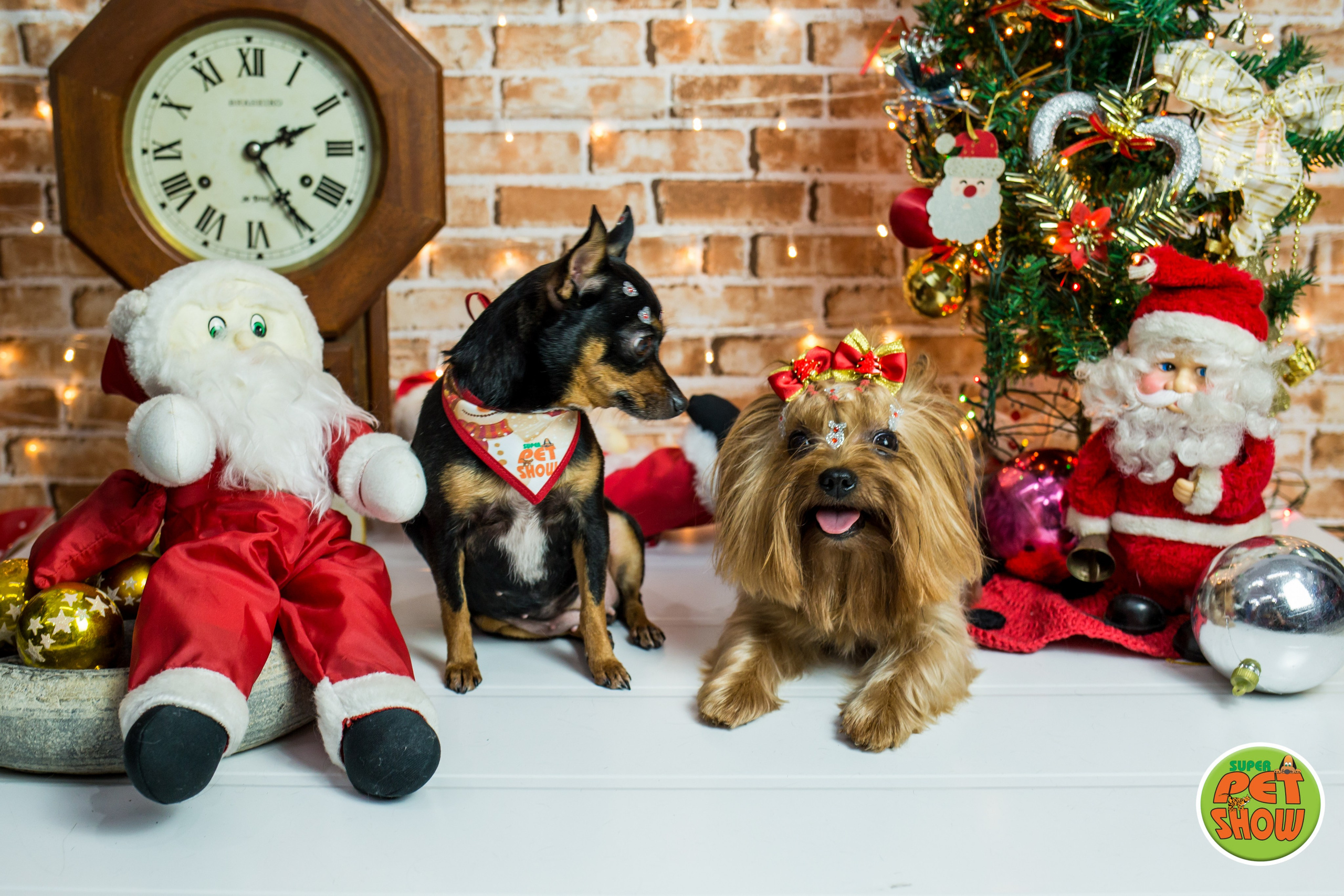 2019 — Natal encantado dos Pets. Fotografia Pet — estúdio, eventos, aniversários, ensaios temáticos