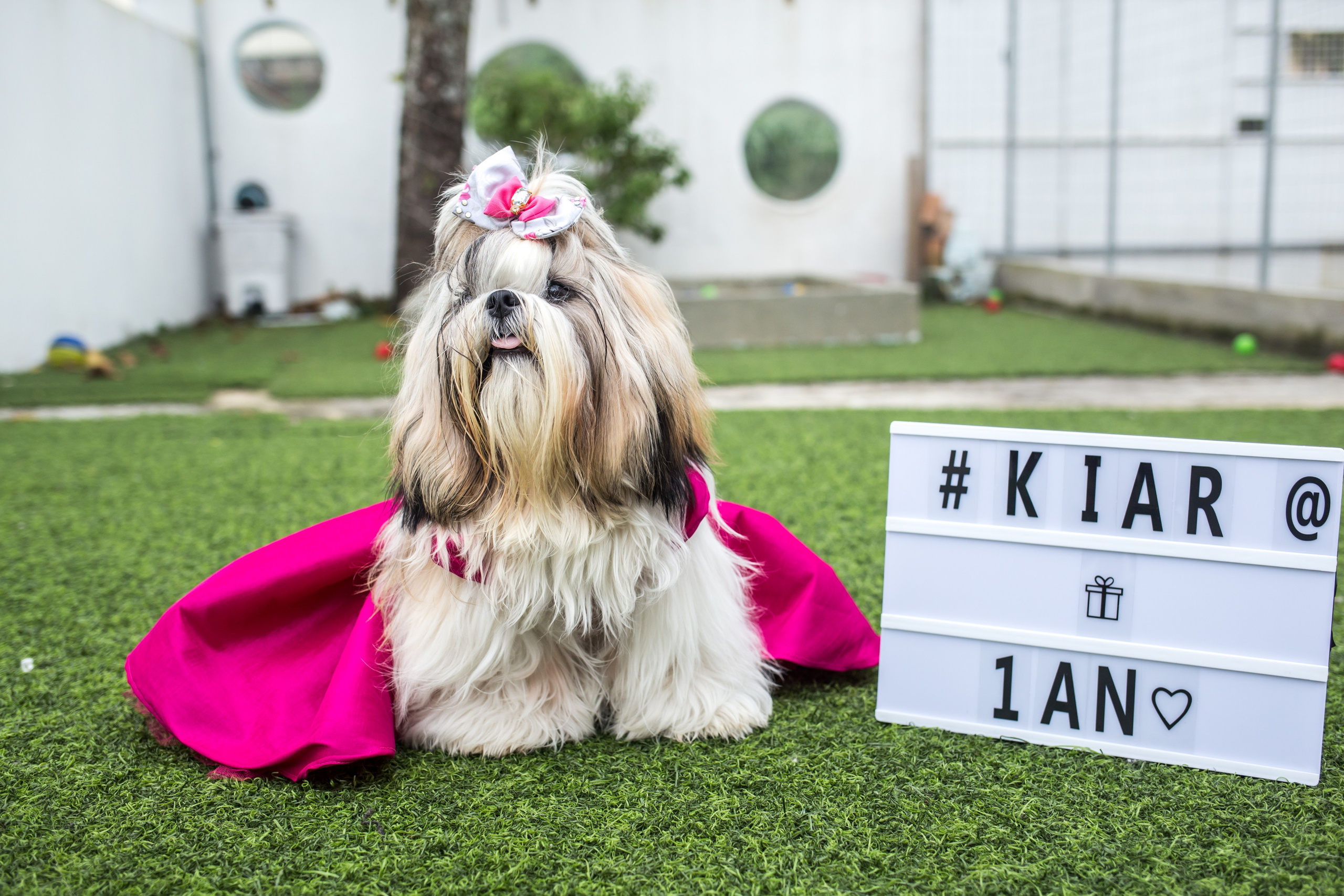 Kiara — 1 aninho. Fotografia Pet — estúdio, eventos, aniversários, ensaios temáticos