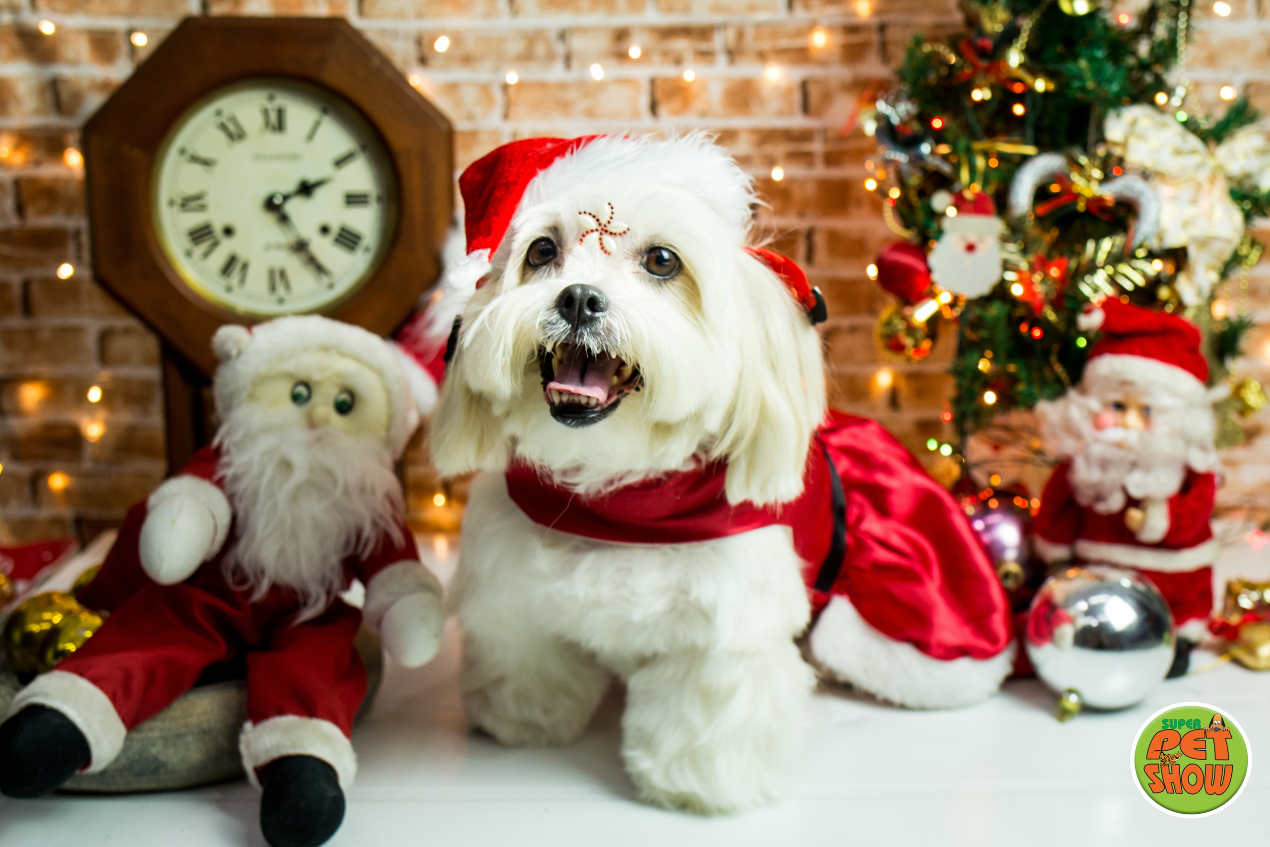 2019 — Natal encantado dos Pets. Fotografia Pet — estúdio, eventos, aniversários, ensaios temáticos