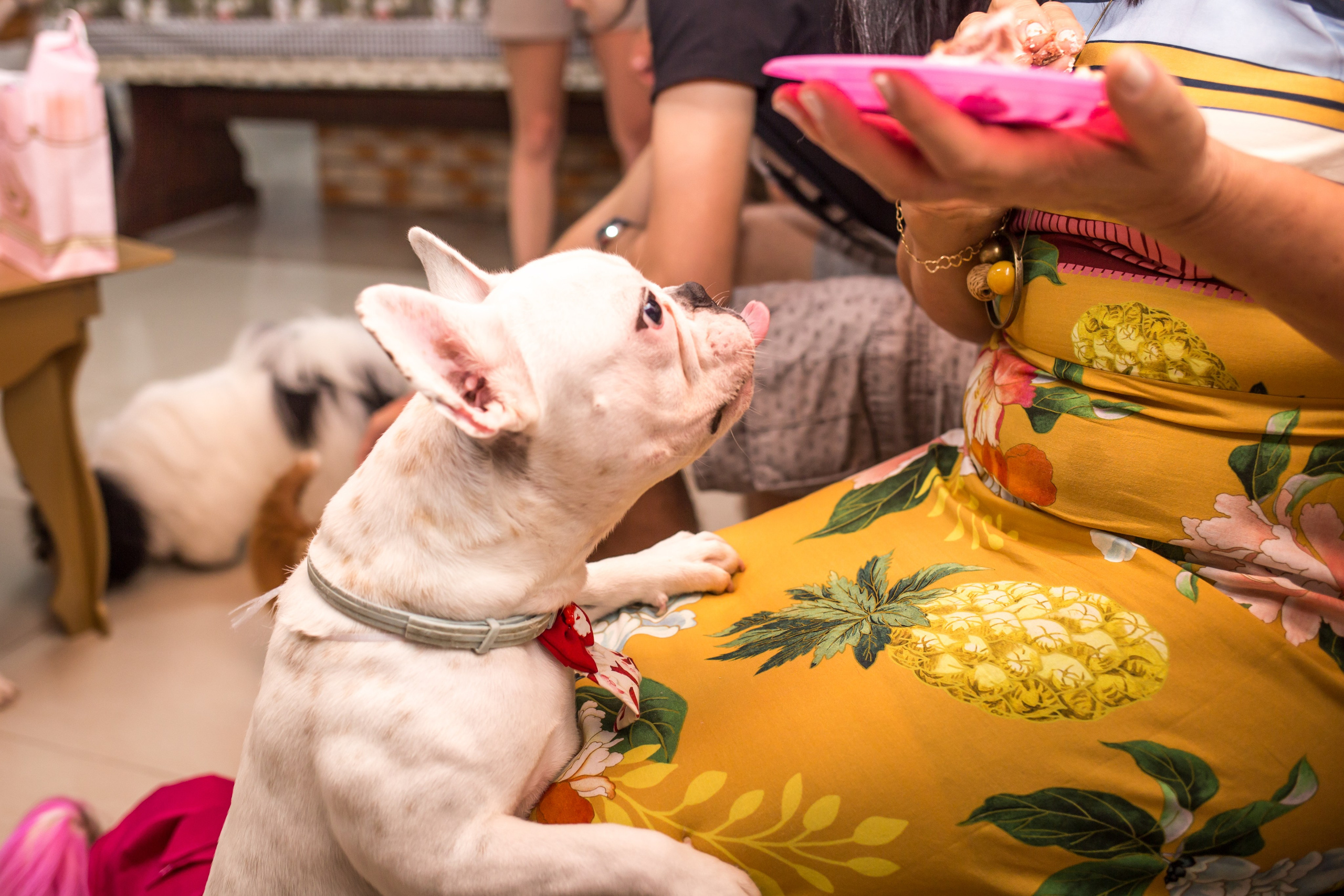 Kiara — 1 aninho. Fotografia Pet — estúdio, eventos, aniversários, ensaios temáticos