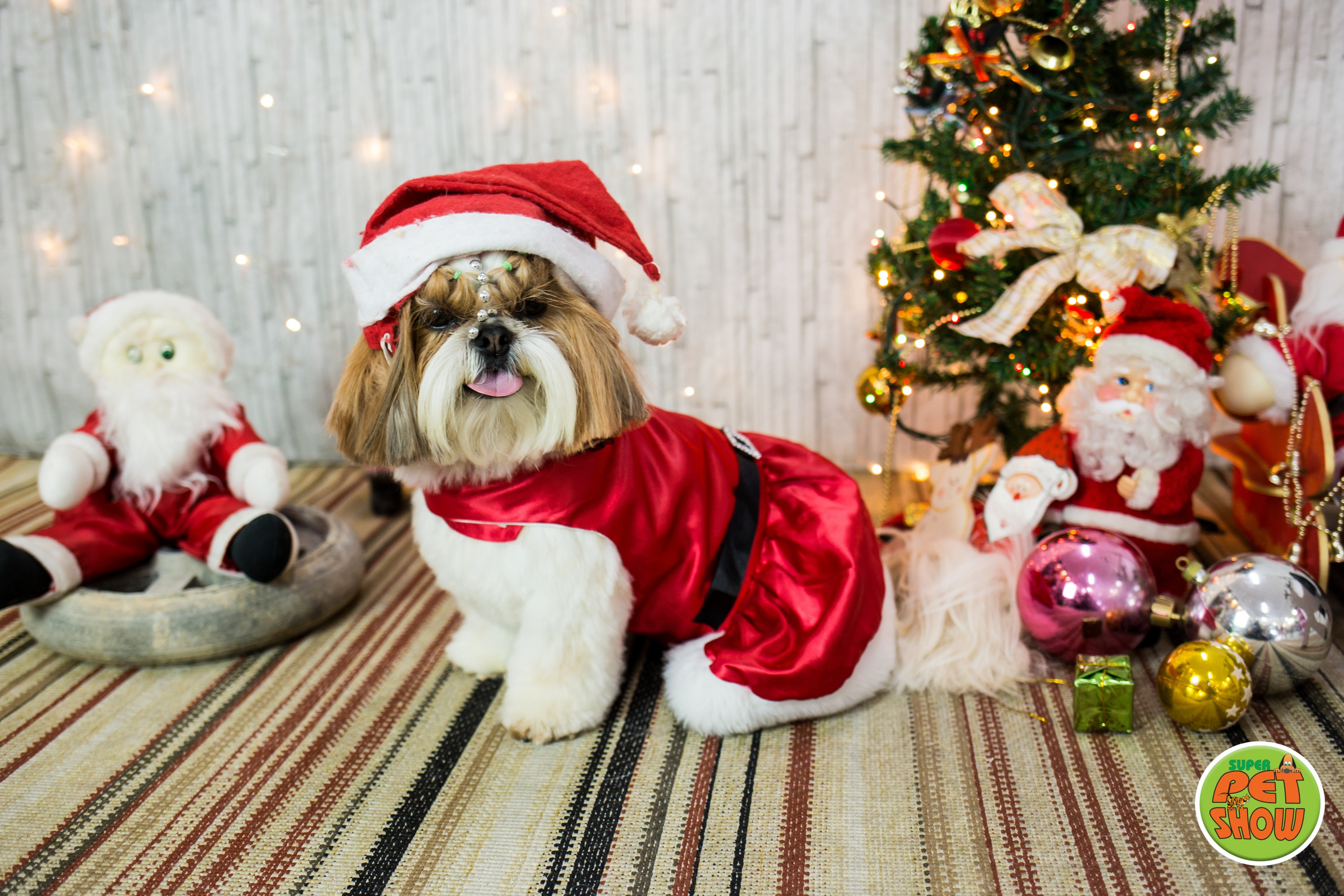2019 — Natal encantado dos Pets. Fotografia Pet — estúdio, eventos, aniversários, ensaios temáticos