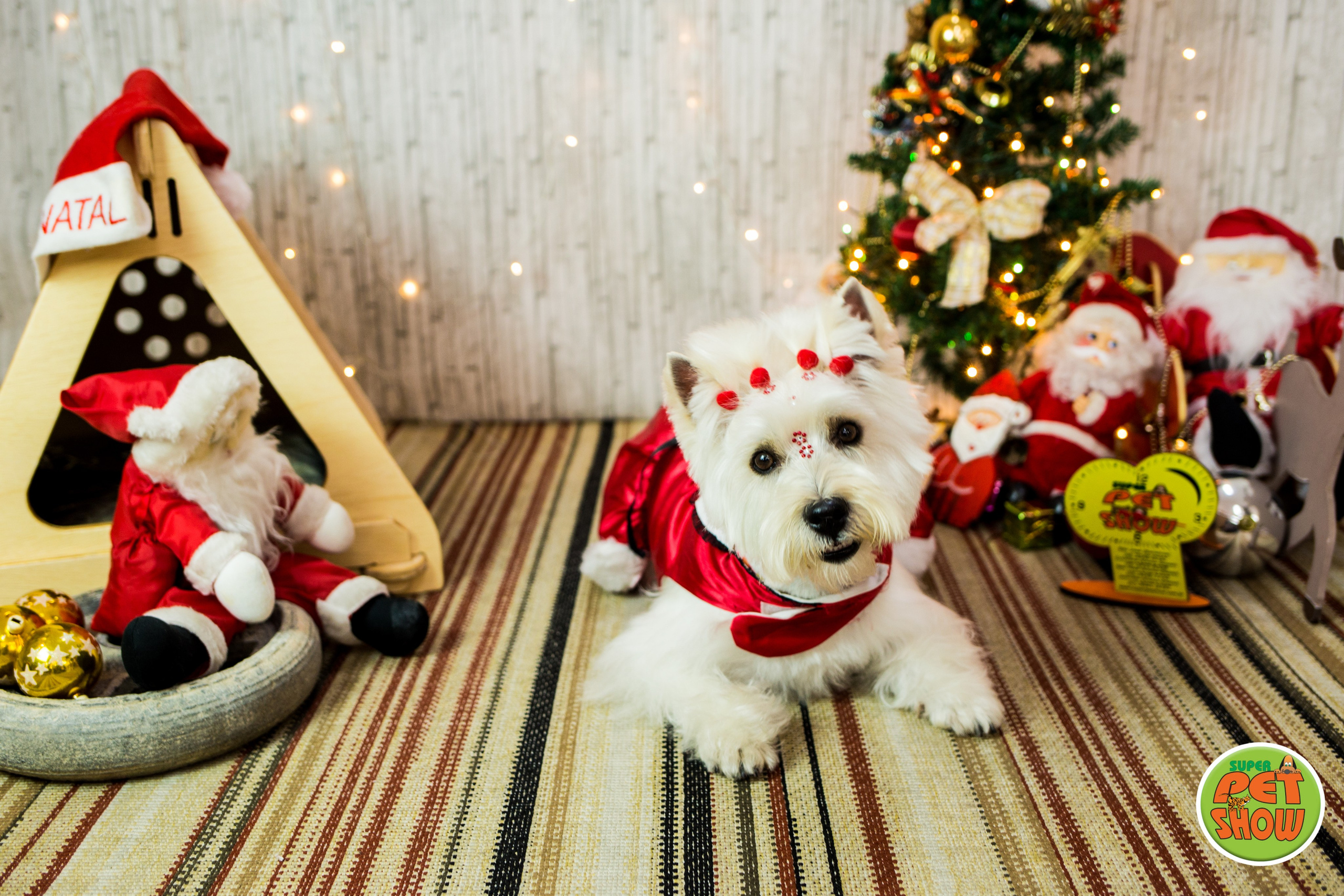 2019 — Natal encantado dos Pets. Fotografia Pet — estúdio, eventos, aniversários, ensaios temáticos
