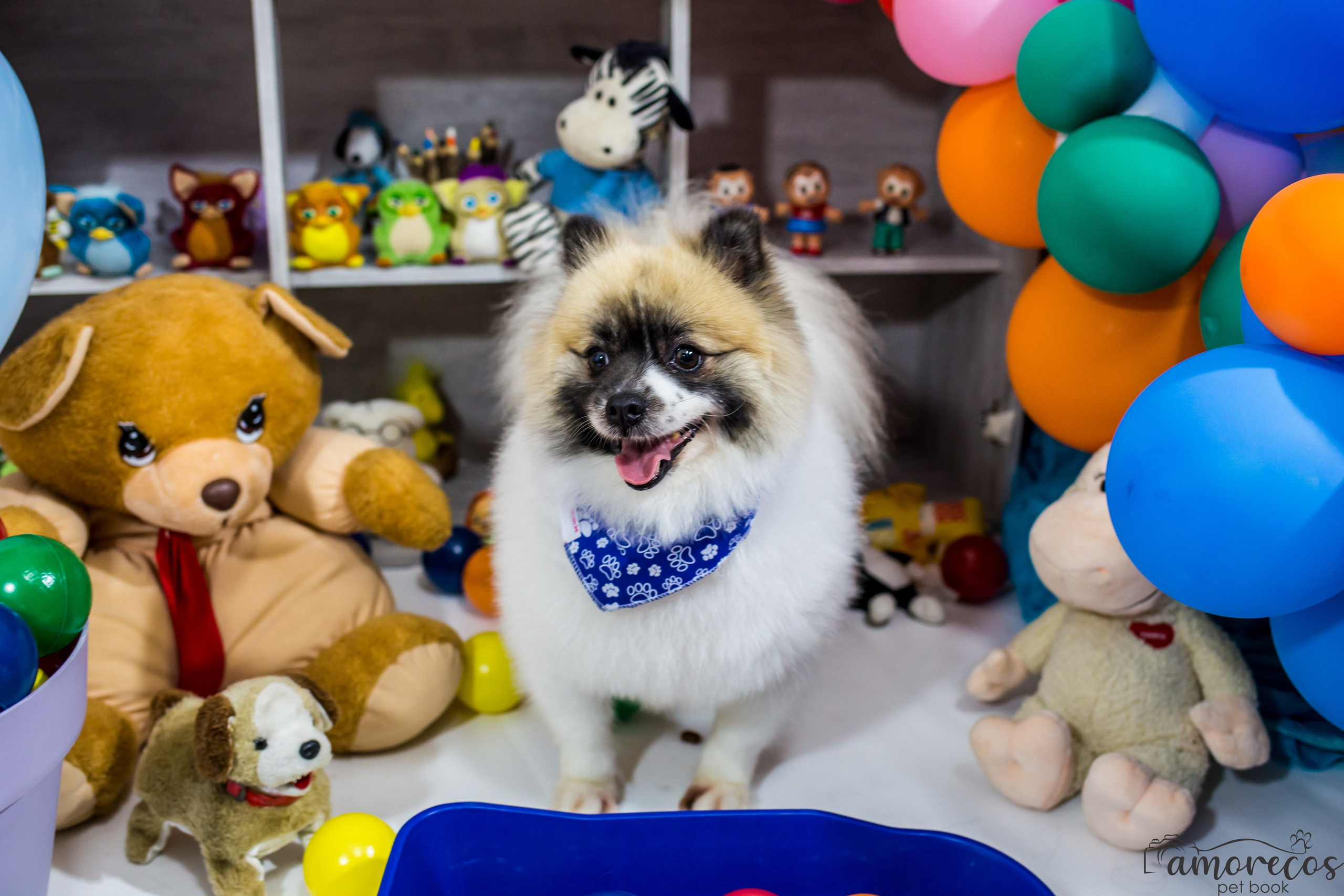 Dia das crianças — 2021. Fotografia Pet — estúdio, eventos, aniversários, ensaios temáticos
