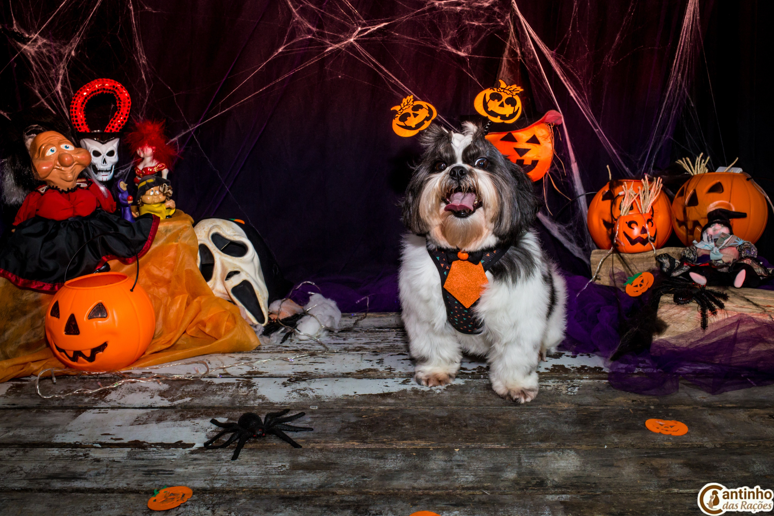 Hallowen — 2020 Doces ou travessuras. Fotografia Pet — estúdio, eventos, aniversários, ensaios temáticos
