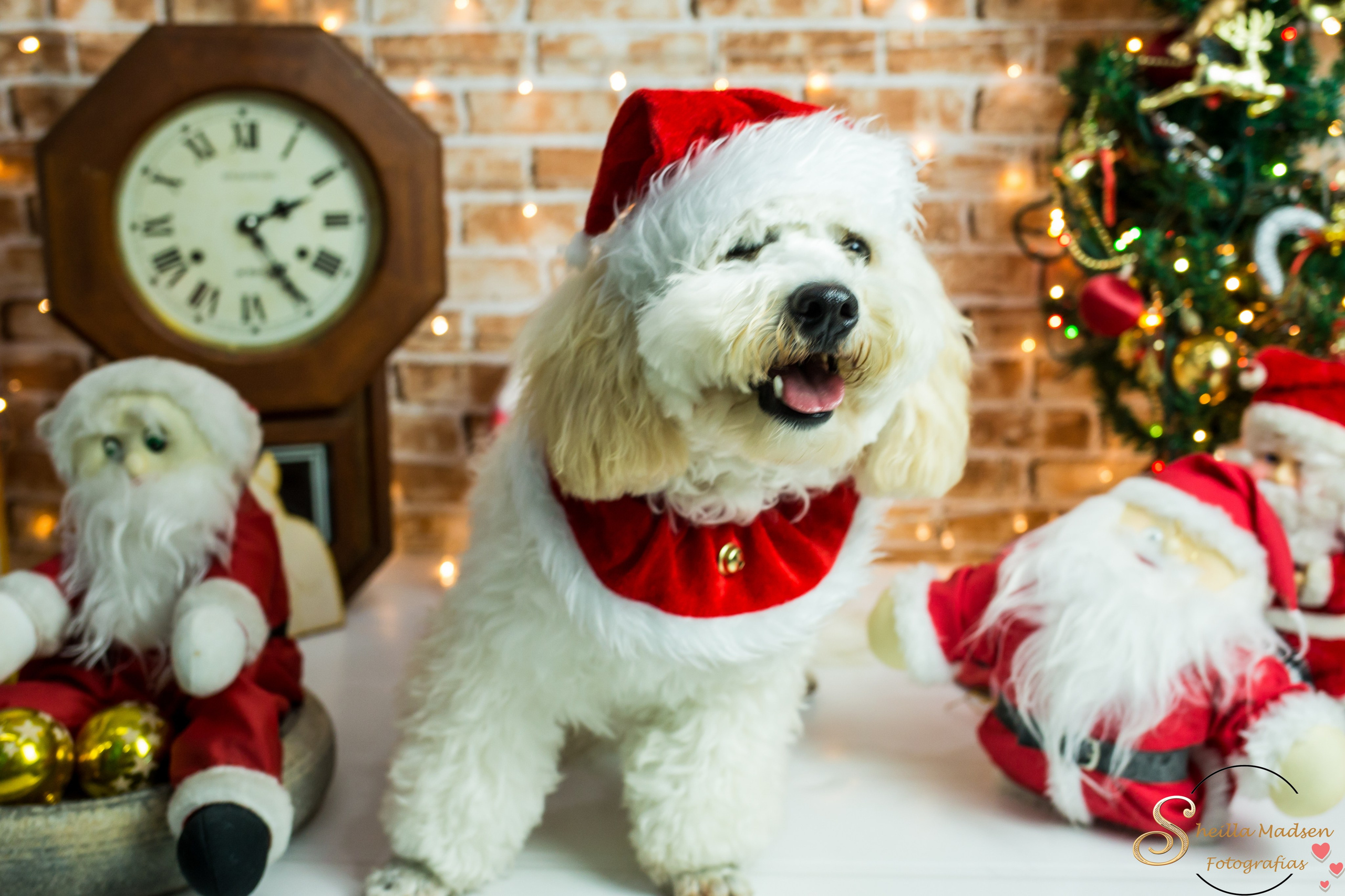 2019 — Natal encantado dos Pets. Fotografia Pet — estúdio, eventos, aniversários, ensaios temáticos
