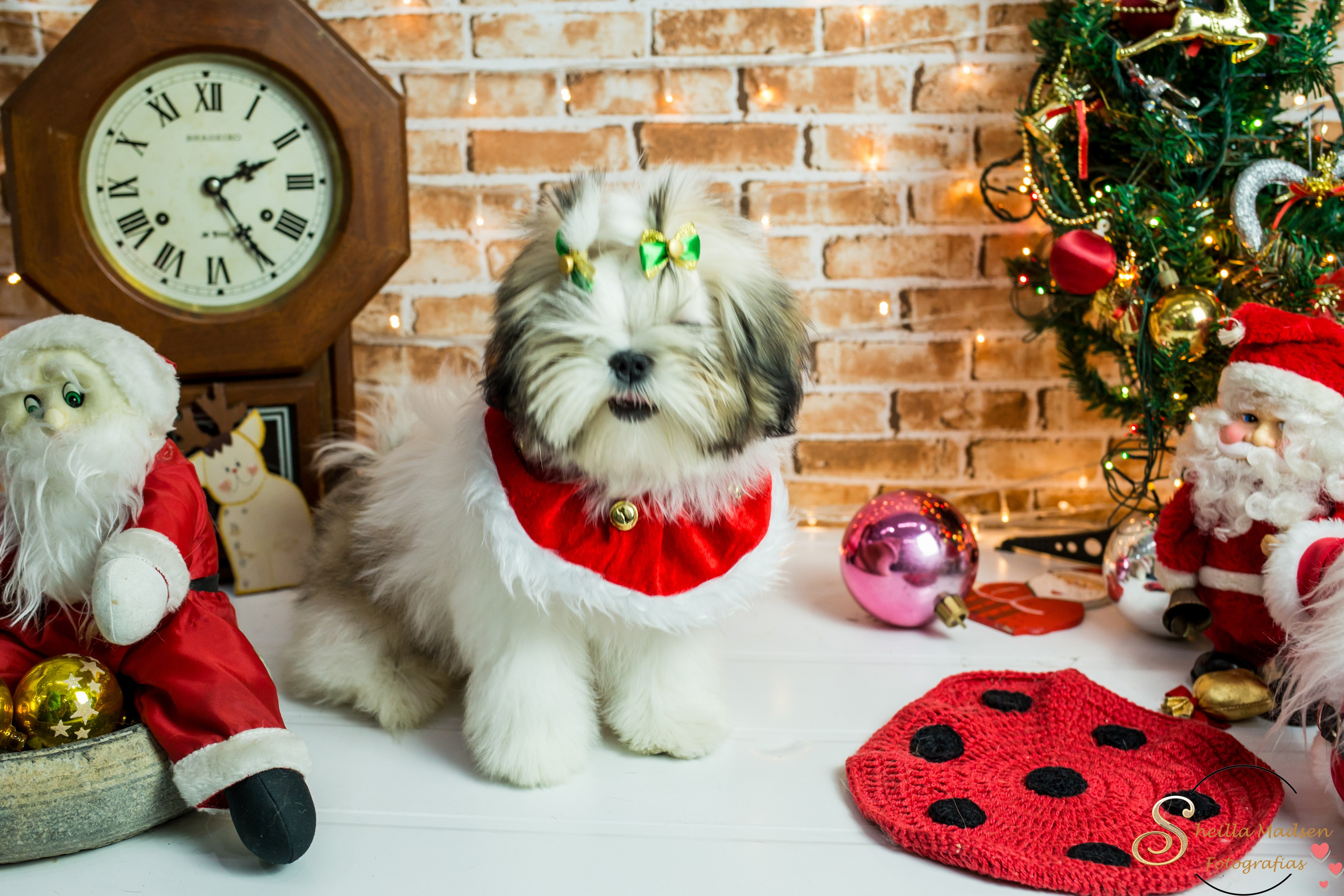 2019 — Natal encantado dos Pets. Fotografia Pet — estúdio, eventos, aniversários, ensaios temáticos