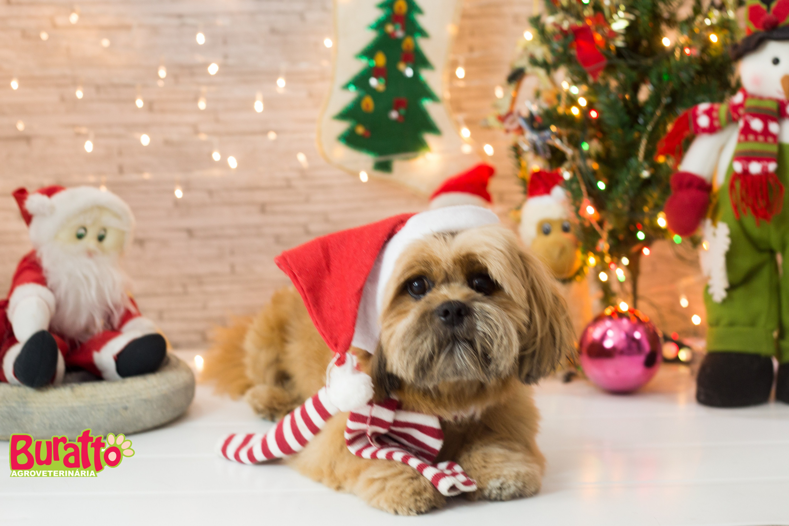 2018 — Natal encantado dos Pets. Fotografia Pet — estúdio, eventos, aniversários, ensaios temáticos