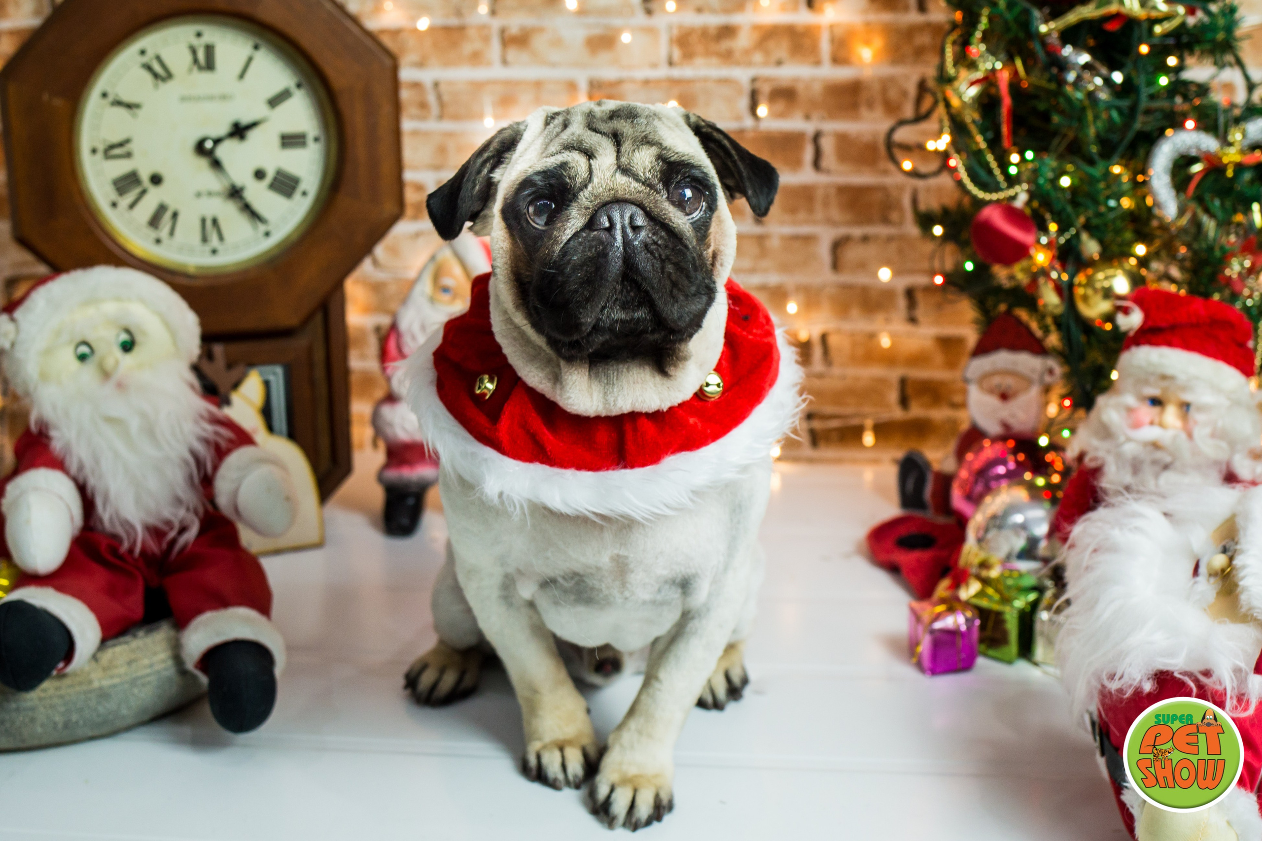 2019 — Natal encantado dos Pets. Fotografia Pet — estúdio, eventos, aniversários, ensaios temáticos