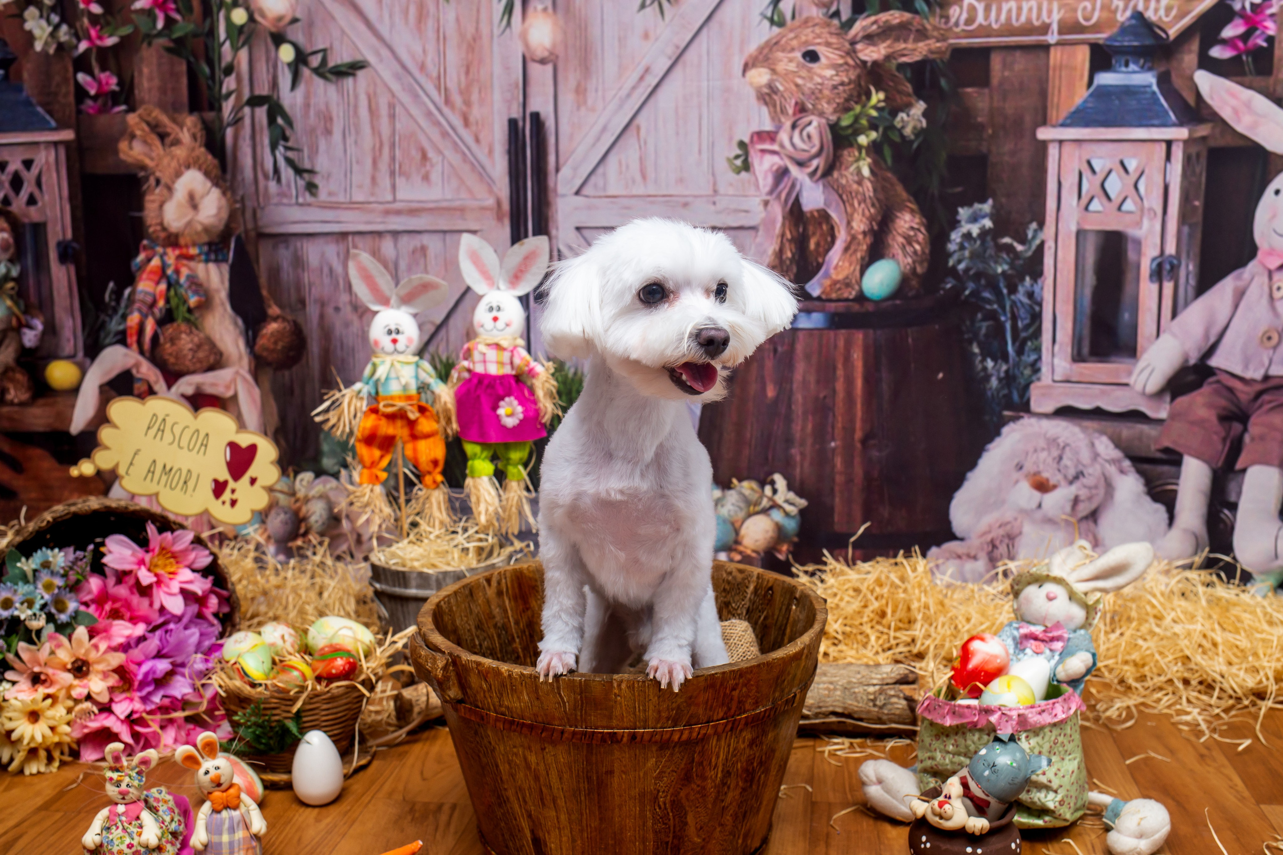 2023 — A doce Páscoa dos Pets. Fotografia Pet — estúdio, eventos, aniversários, ensaios temáticos