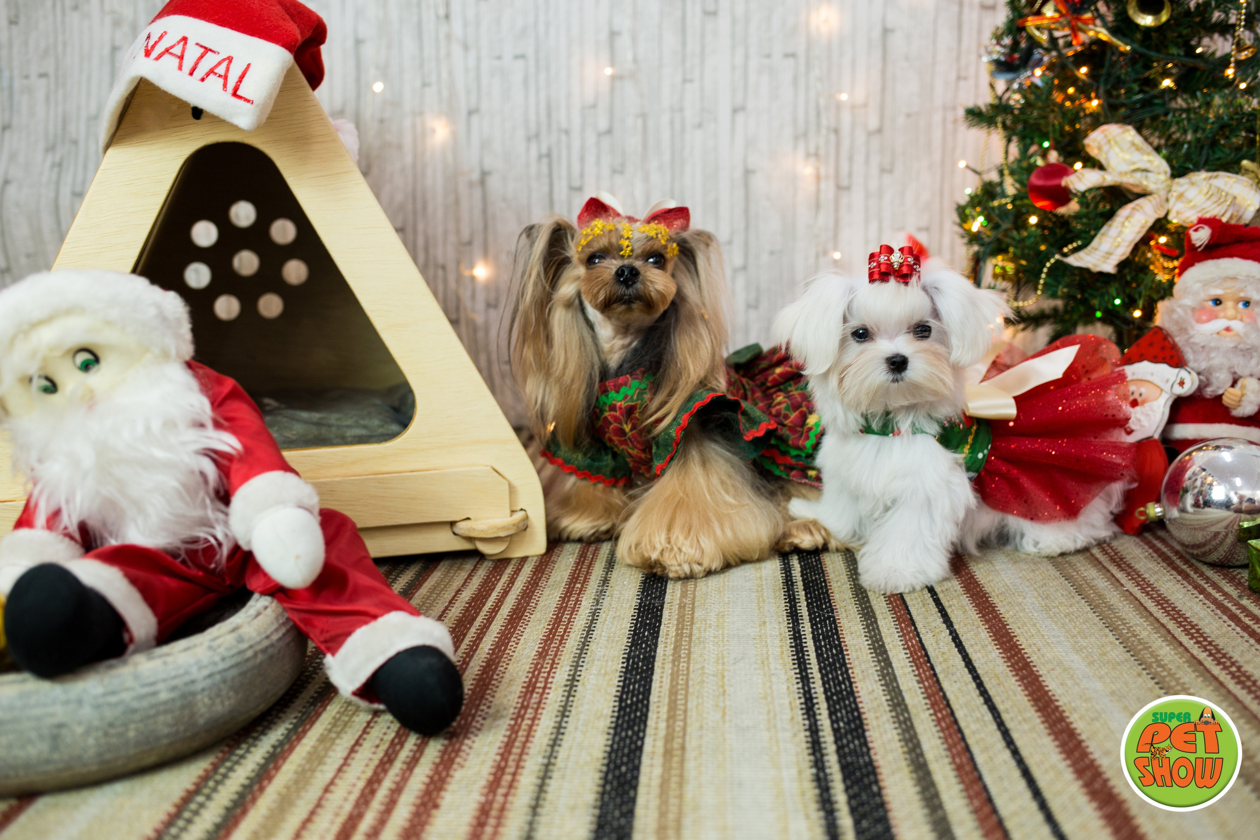 2019 — Natal encantado dos Pets. Fotografia Pet — estúdio, eventos, aniversários, ensaios temáticos