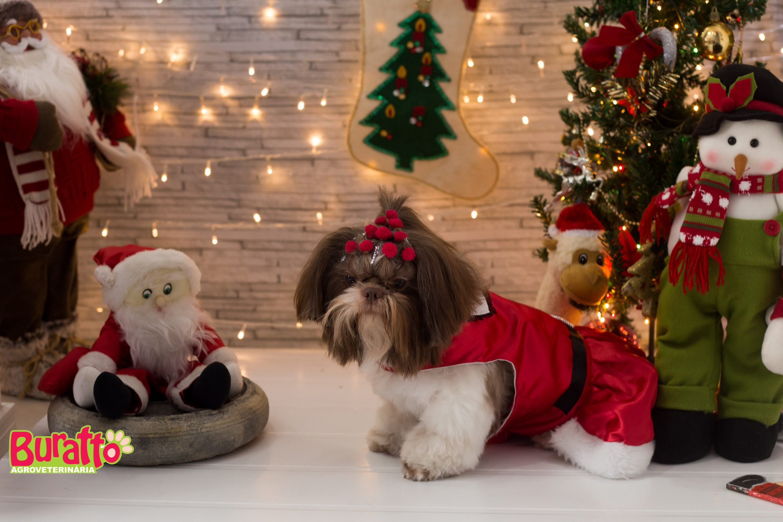 2018 — Natal encantado dos Pets. Fotografia Pet — estúdio, eventos, aniversários, ensaios temáticos
