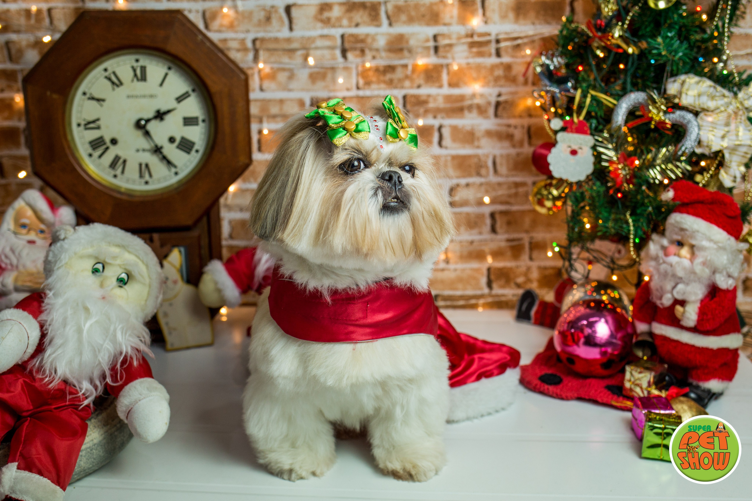 2019 — Natal encantado dos Pets. Fotografia Pet — estúdio, eventos, aniversários, ensaios temáticos