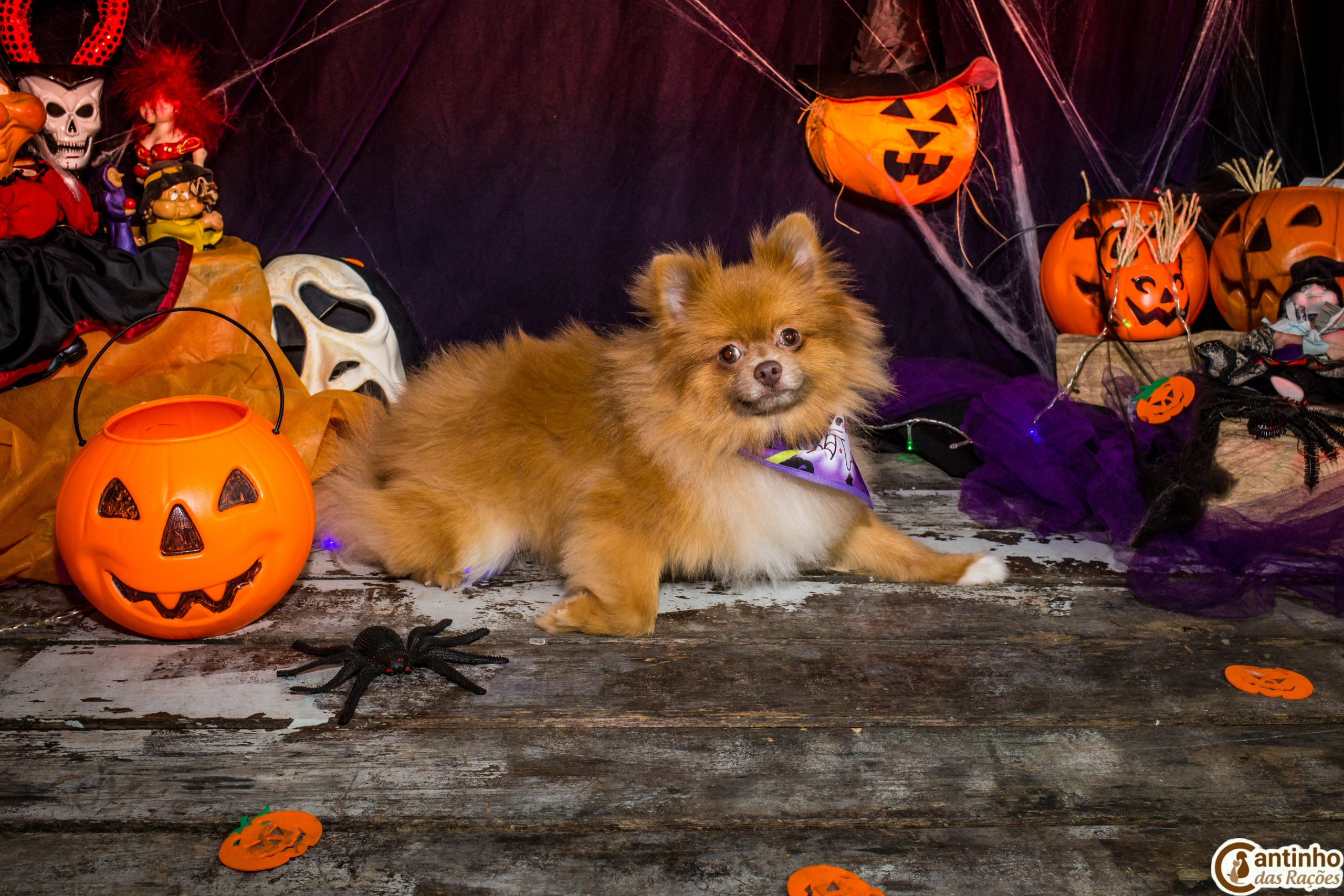 Hallowen — 2020 Doces ou travessuras. Fotografia Pet — estúdio, eventos, aniversários, ensaios temáticos
