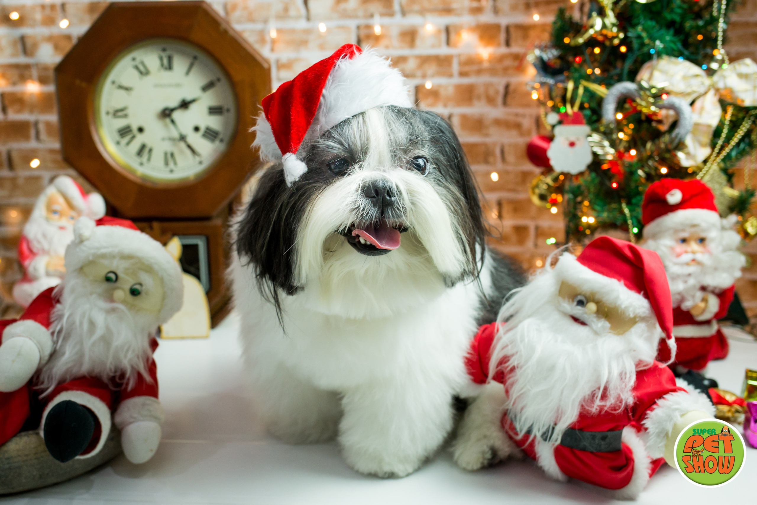 2019 — Natal encantado dos Pets. Fotografia Pet — estúdio, eventos, aniversários, ensaios temáticos