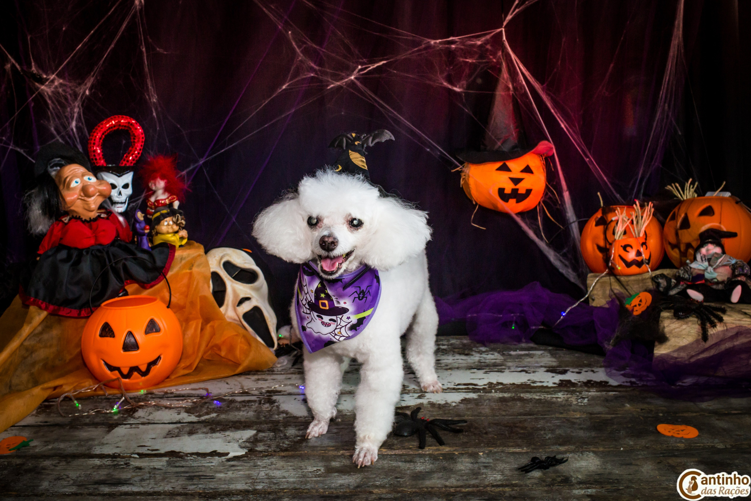 Hallowen — 2020 Doces ou travessuras. Fotografia Pet — estúdio, eventos, aniversários, ensaios temáticos
